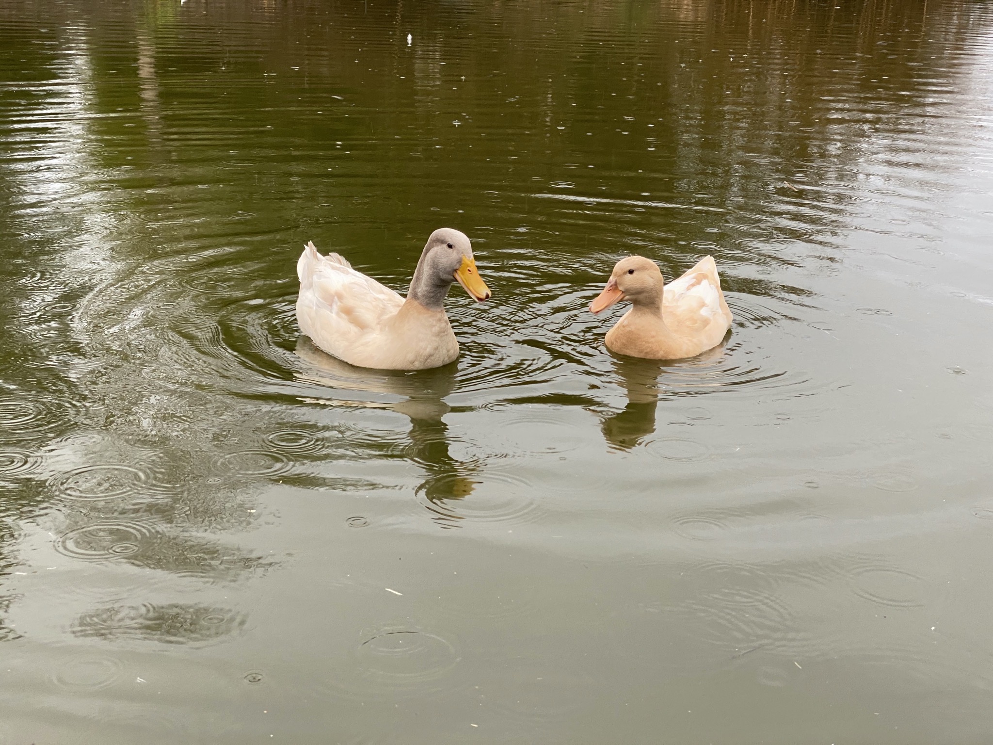 Ducks