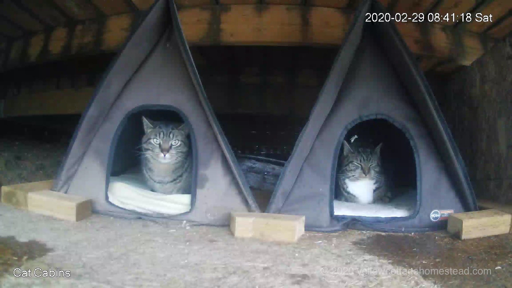 Pommie and Porcini in cabins