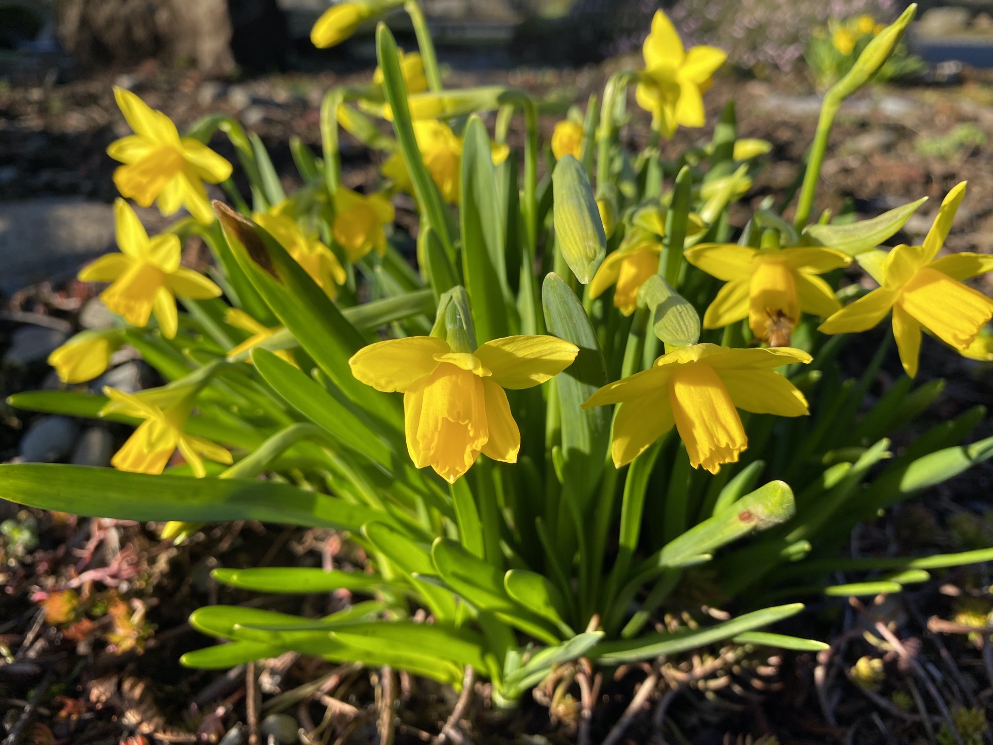 Daffodils