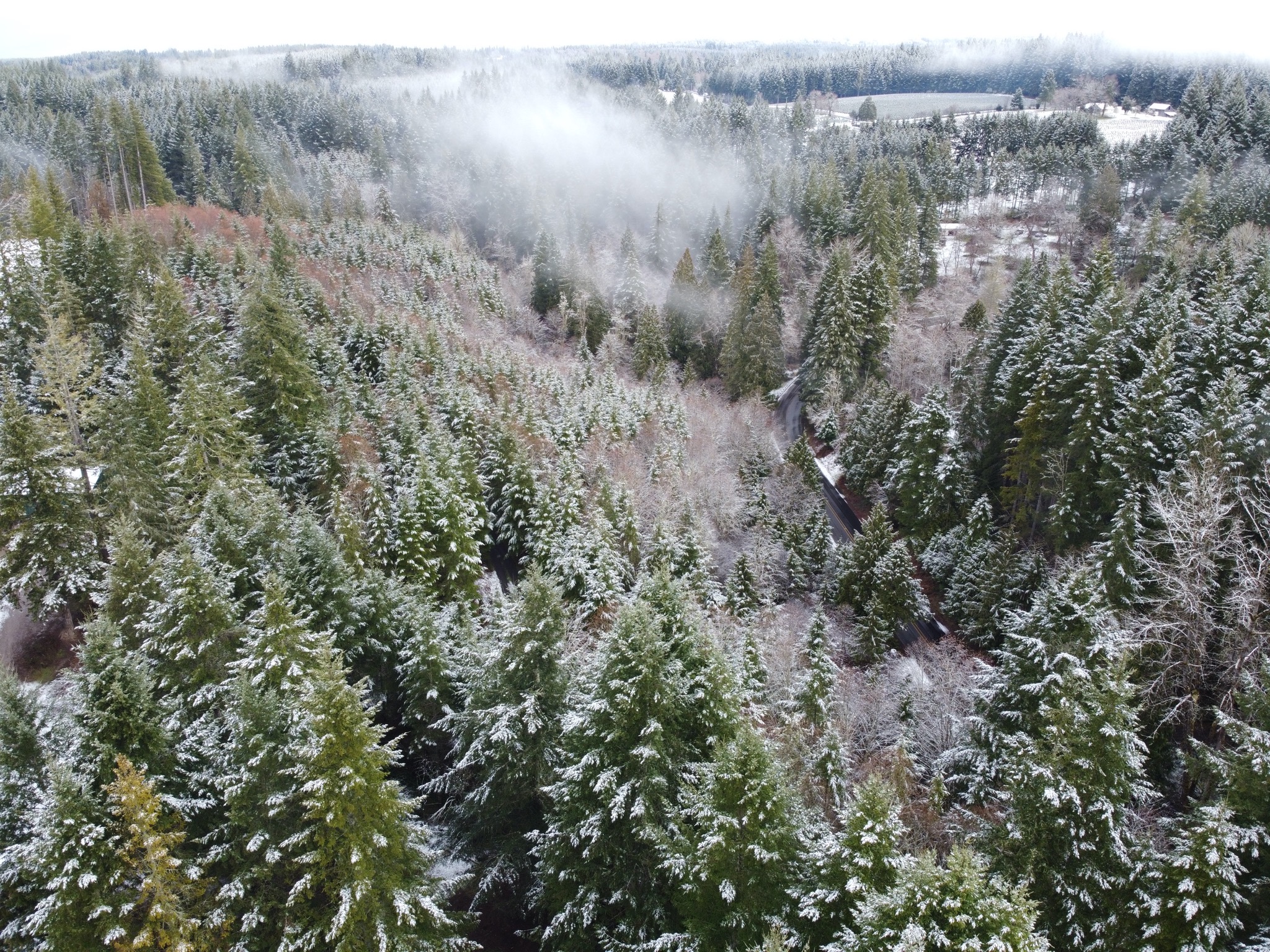 Aerial snow-tipped trees