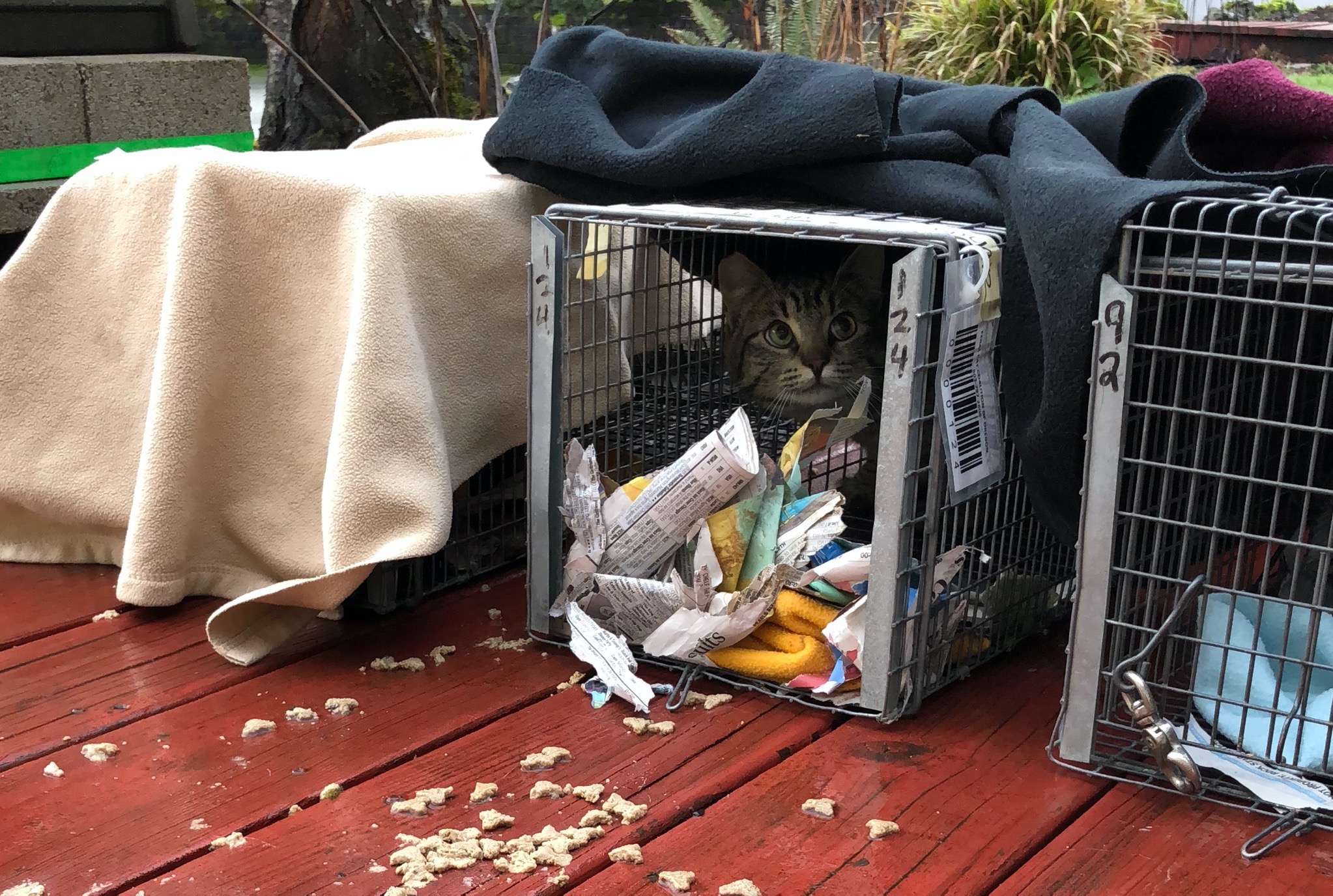 Cat release after spaying
