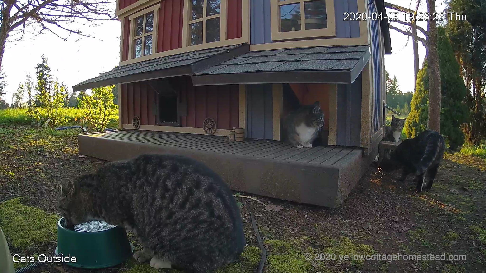 Four cats