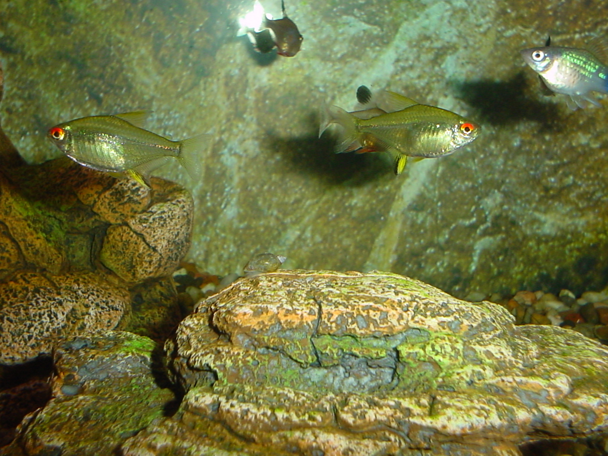 Close-up on some lemon tetras and a platy