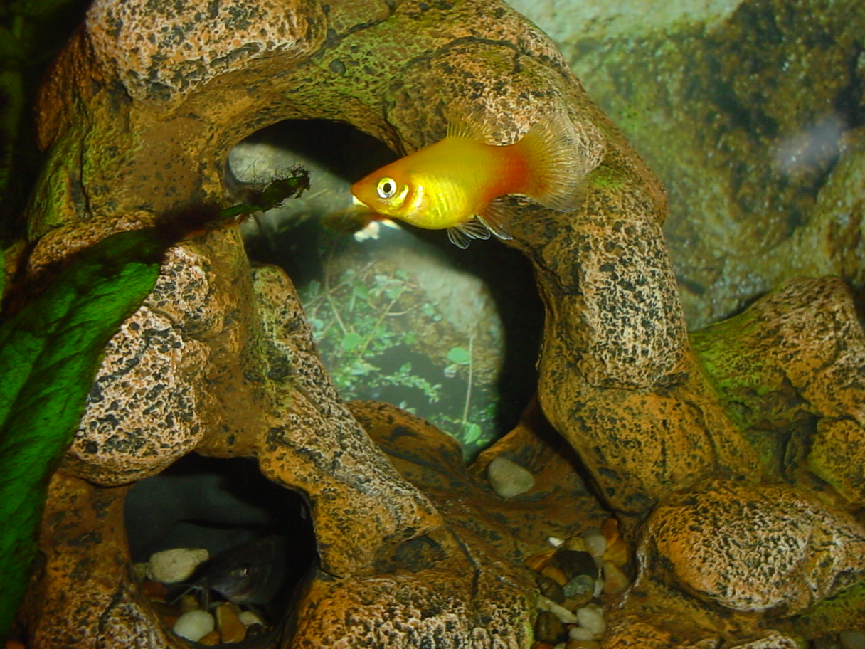 Orange platy... and a cory cat peeking