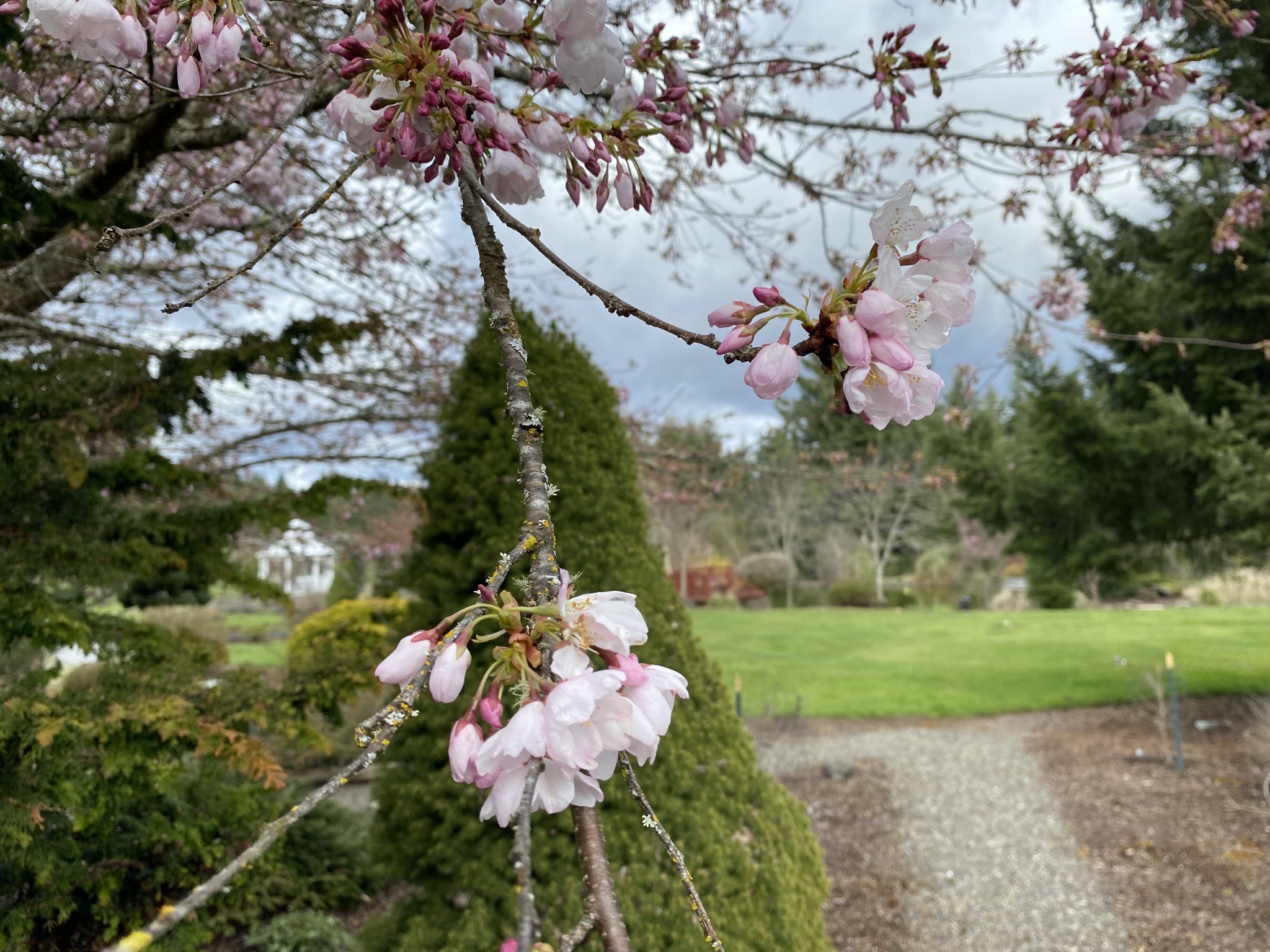 Tree blossoms