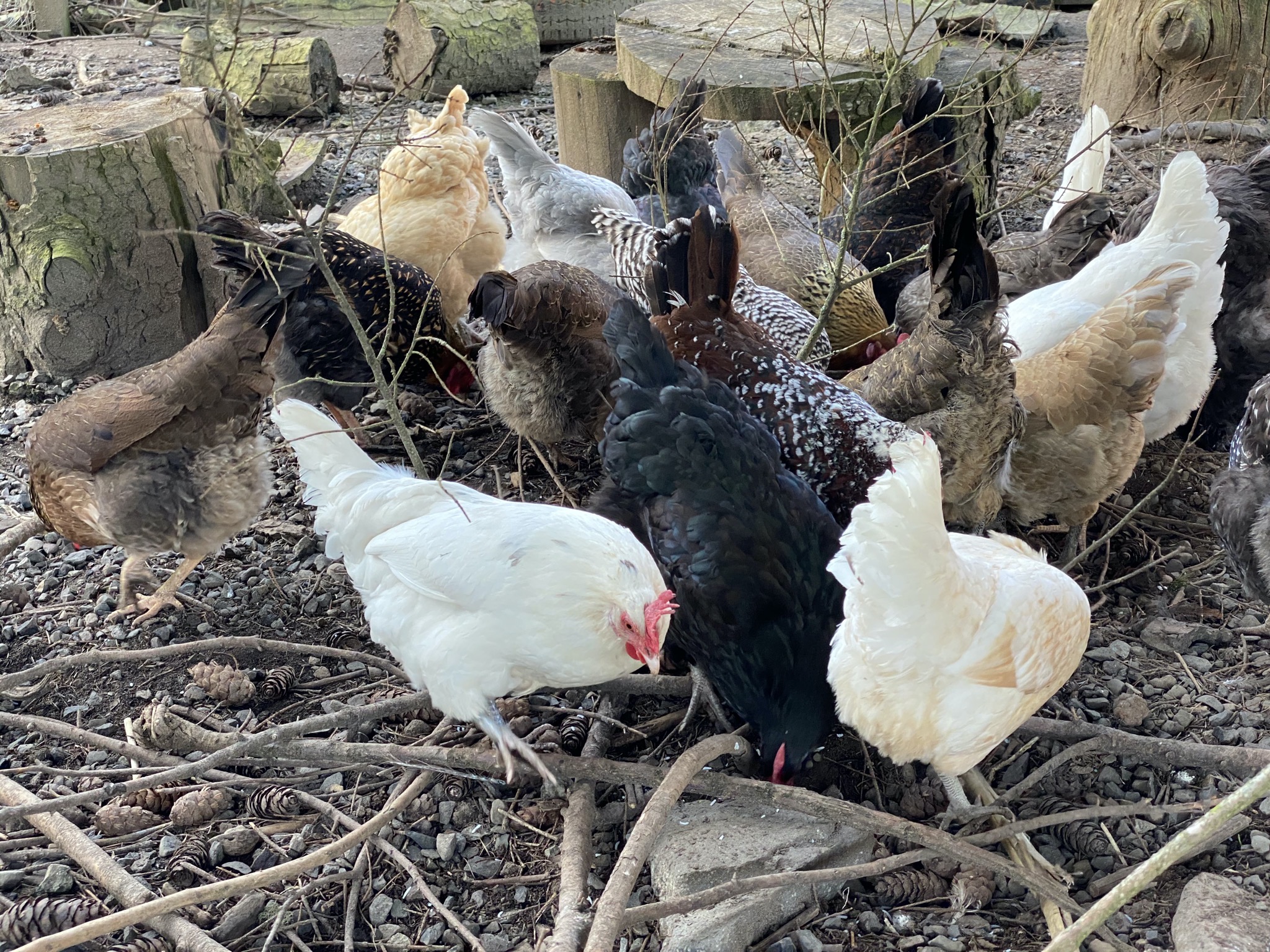 Chickens