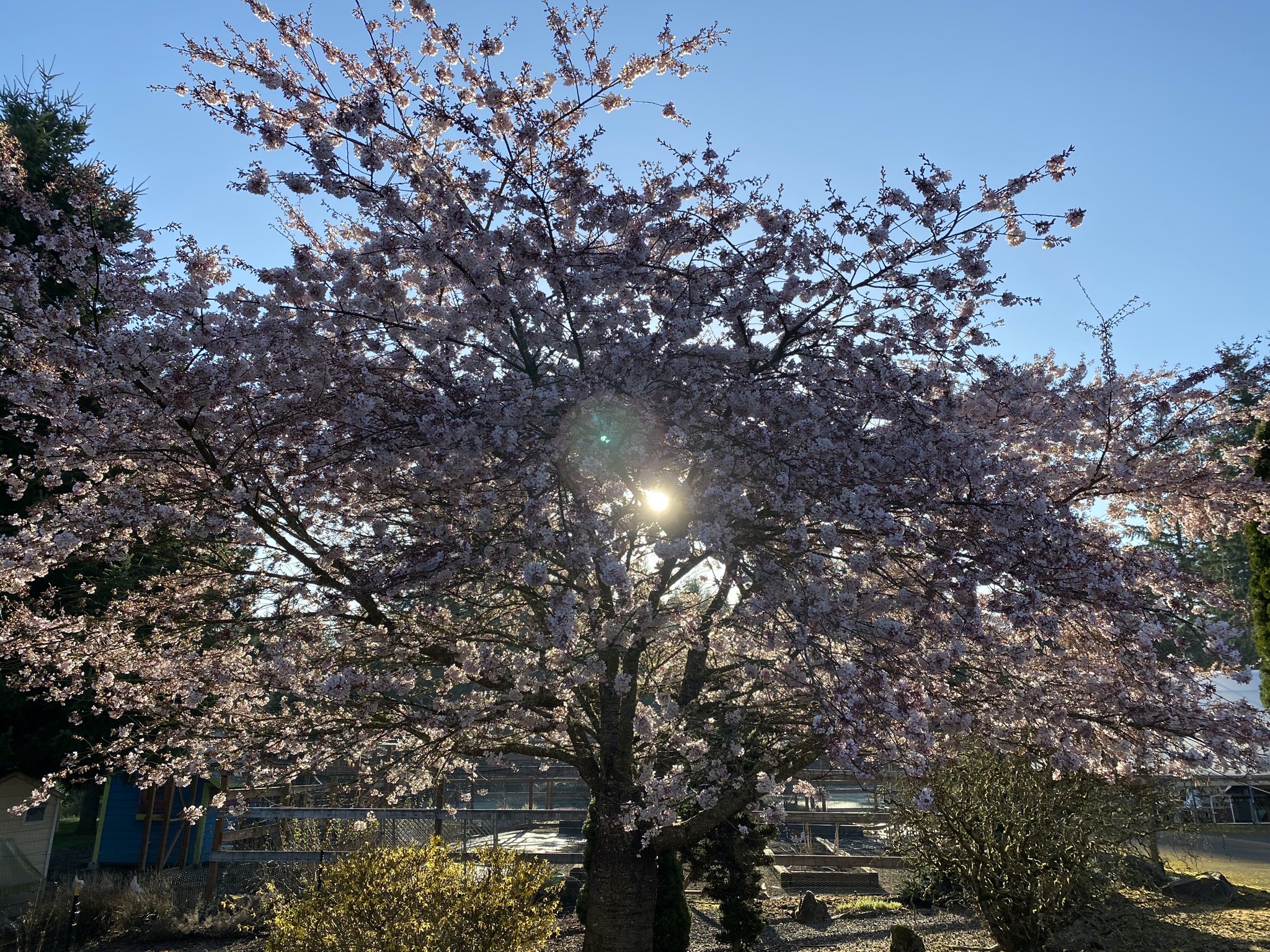 Tree blossoms