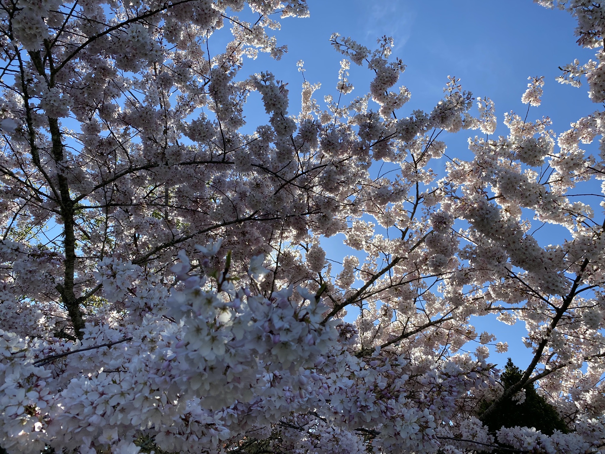 Tree blossoms