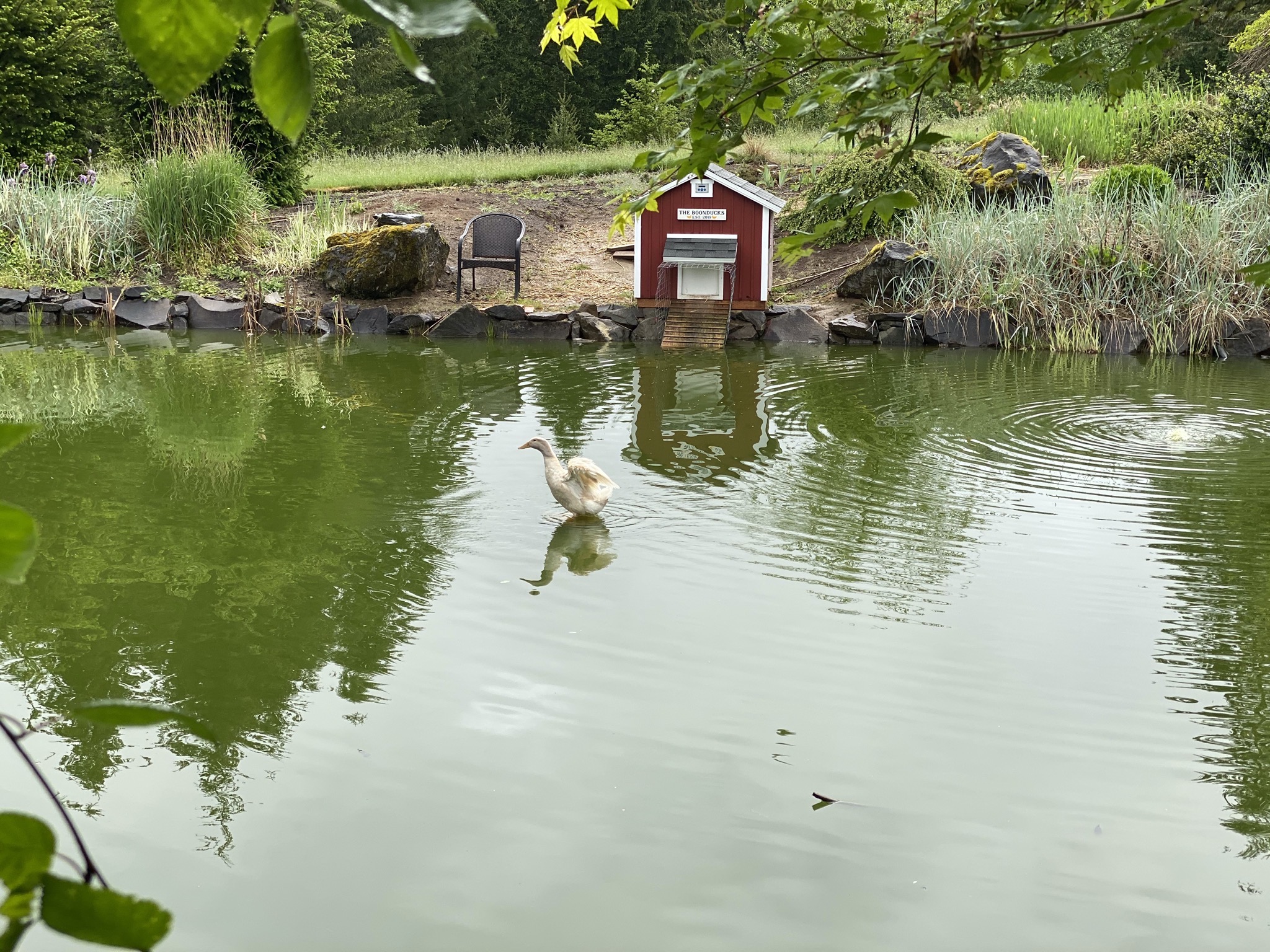 Duck