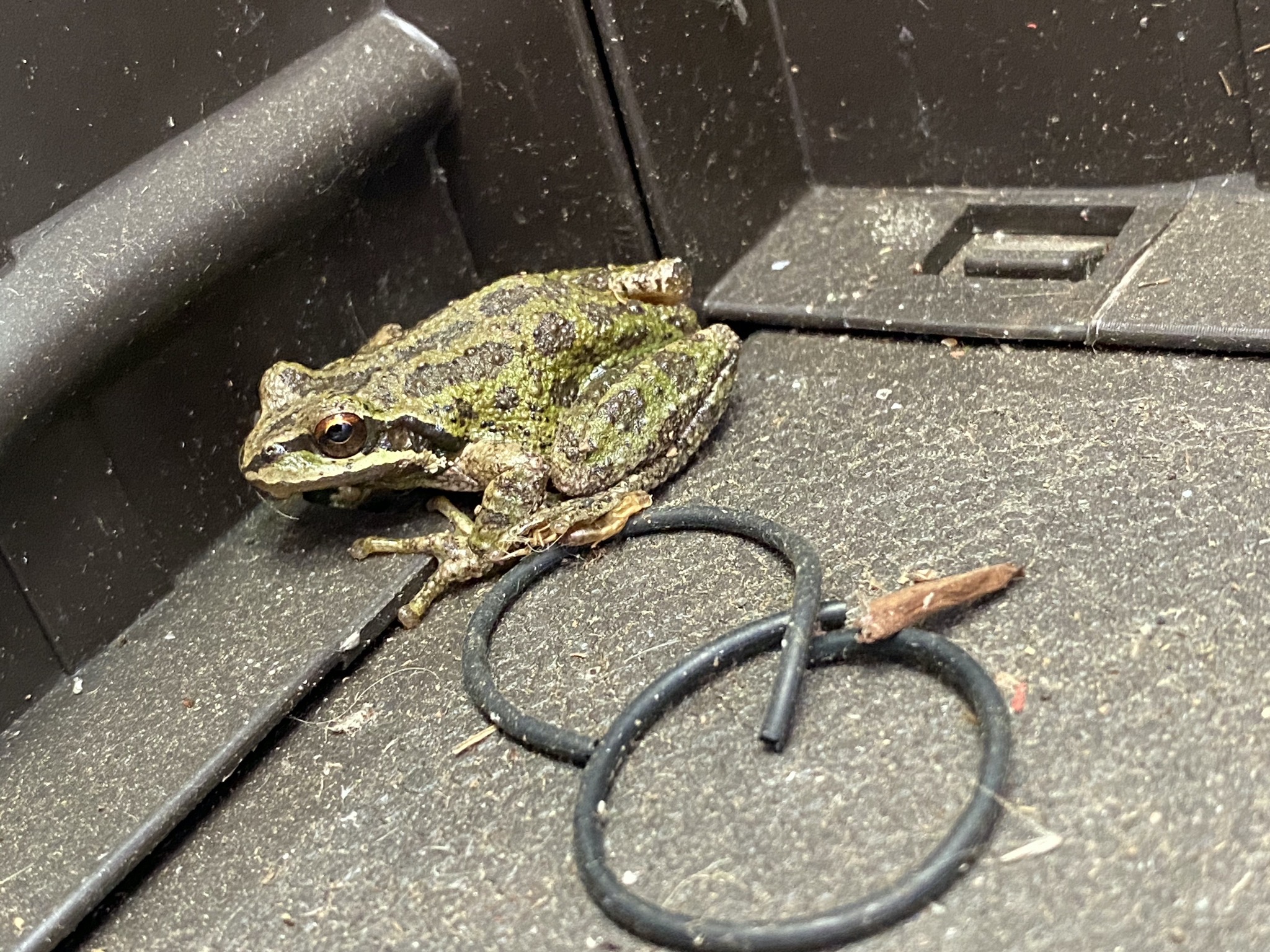 Frog
