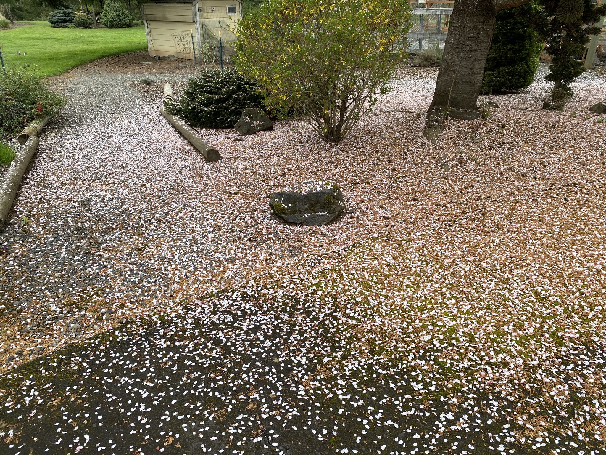 Tree blossoms on the ground