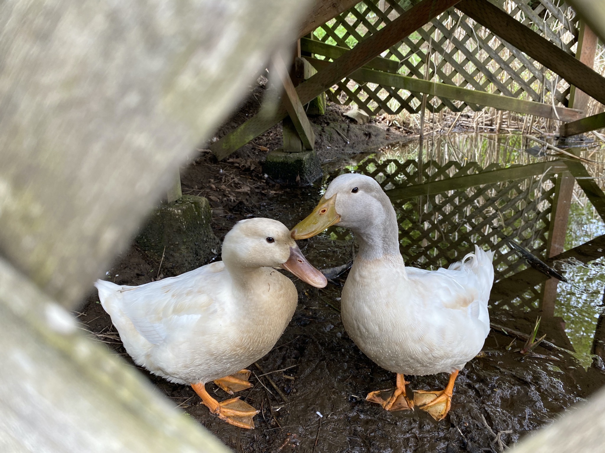 Ducks