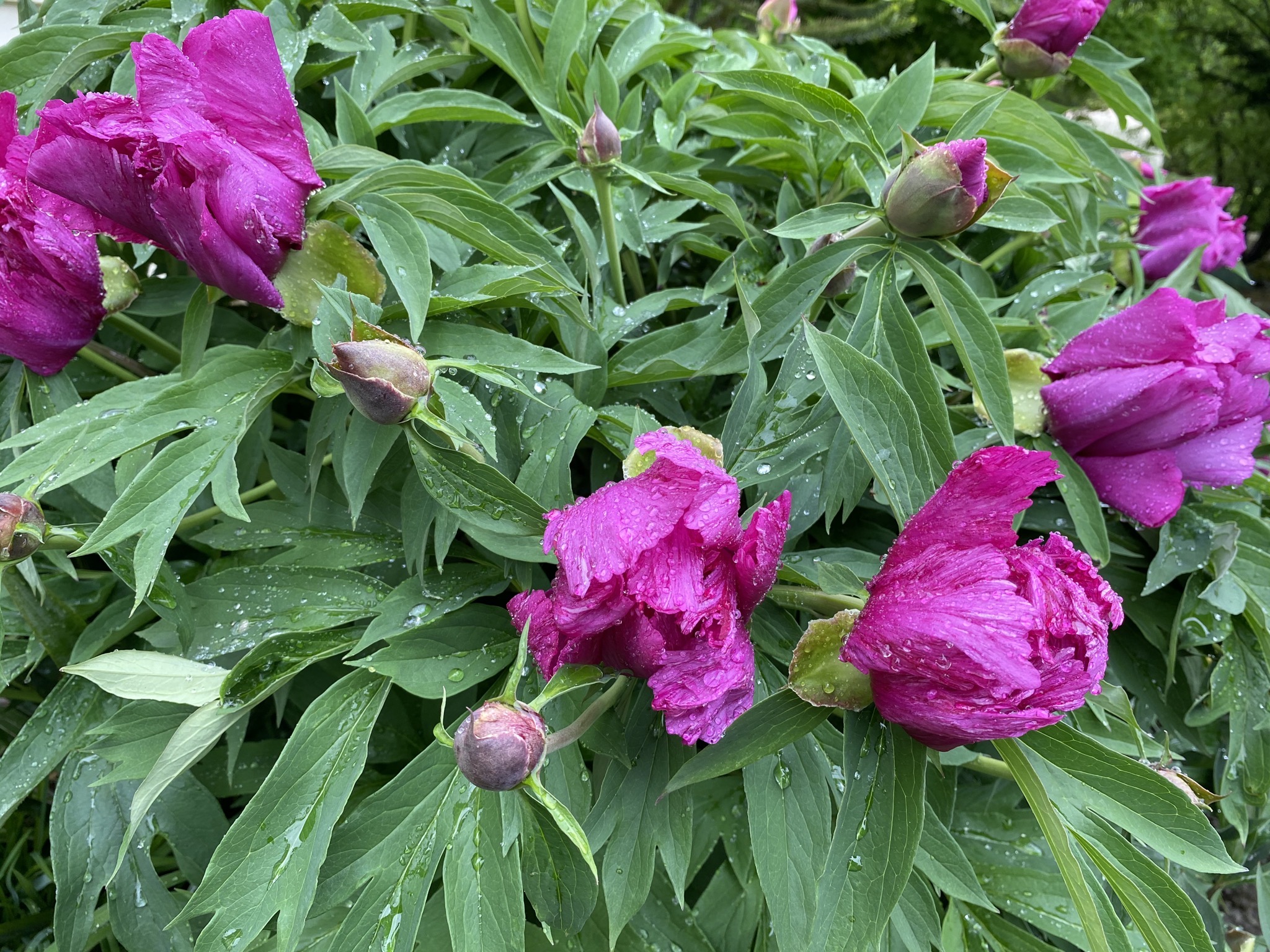 Peonies