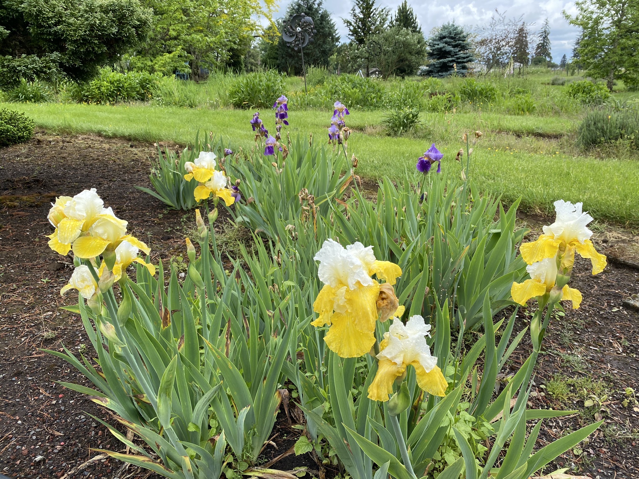 Irises