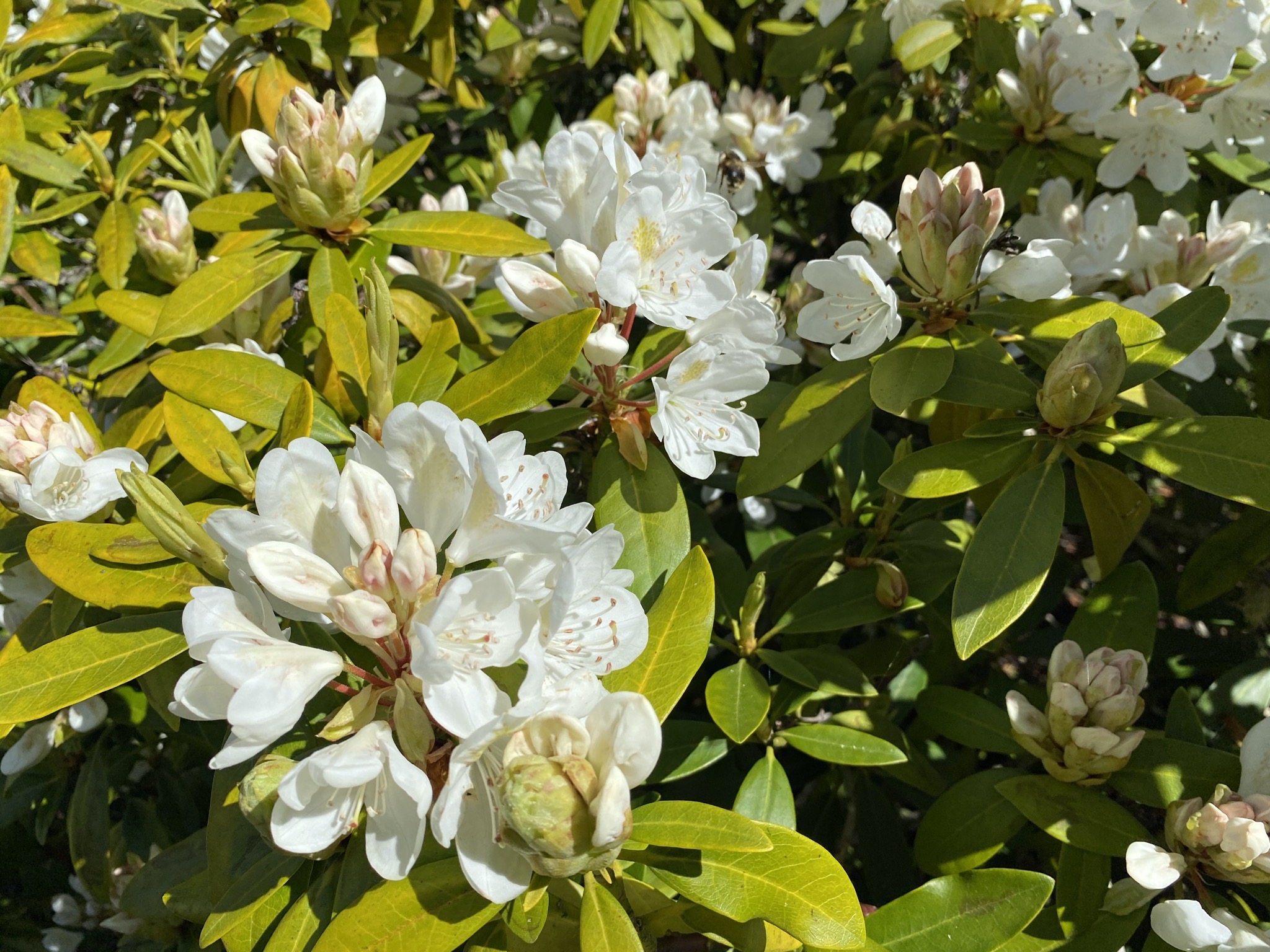 Rhododendron