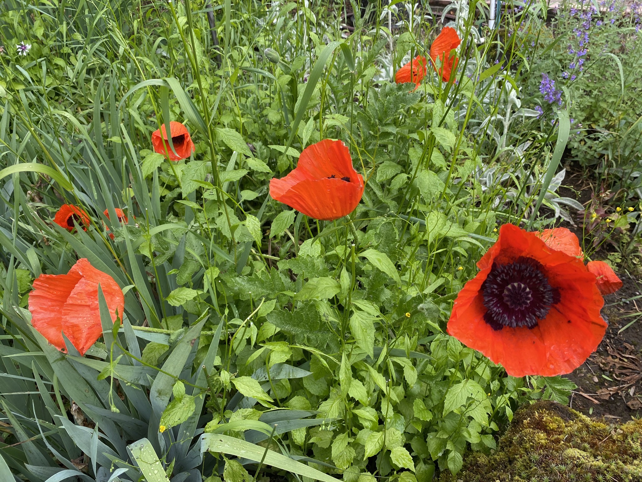 Poppies