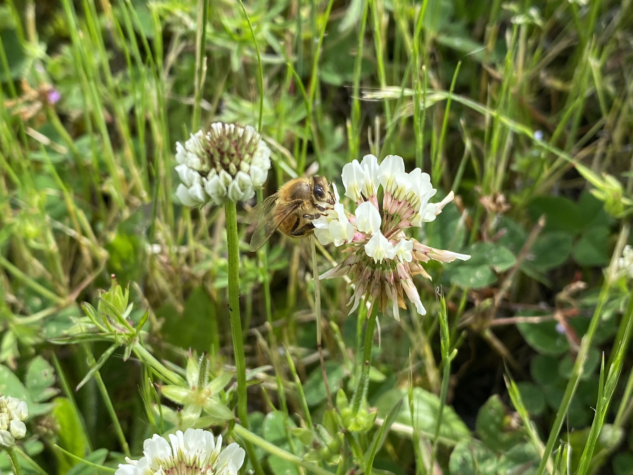 Bee on clover