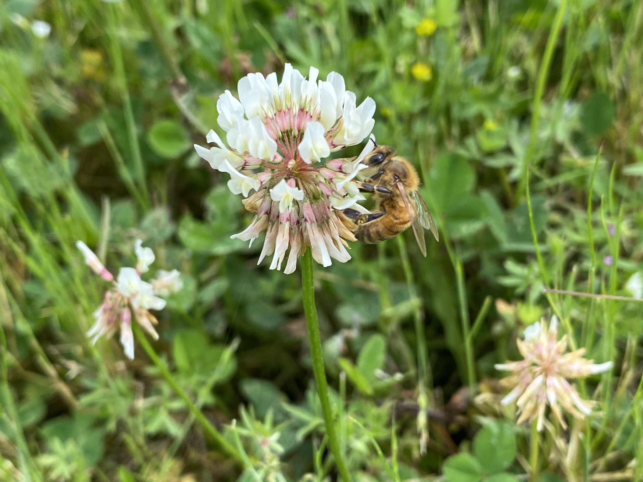 Bee on clover
