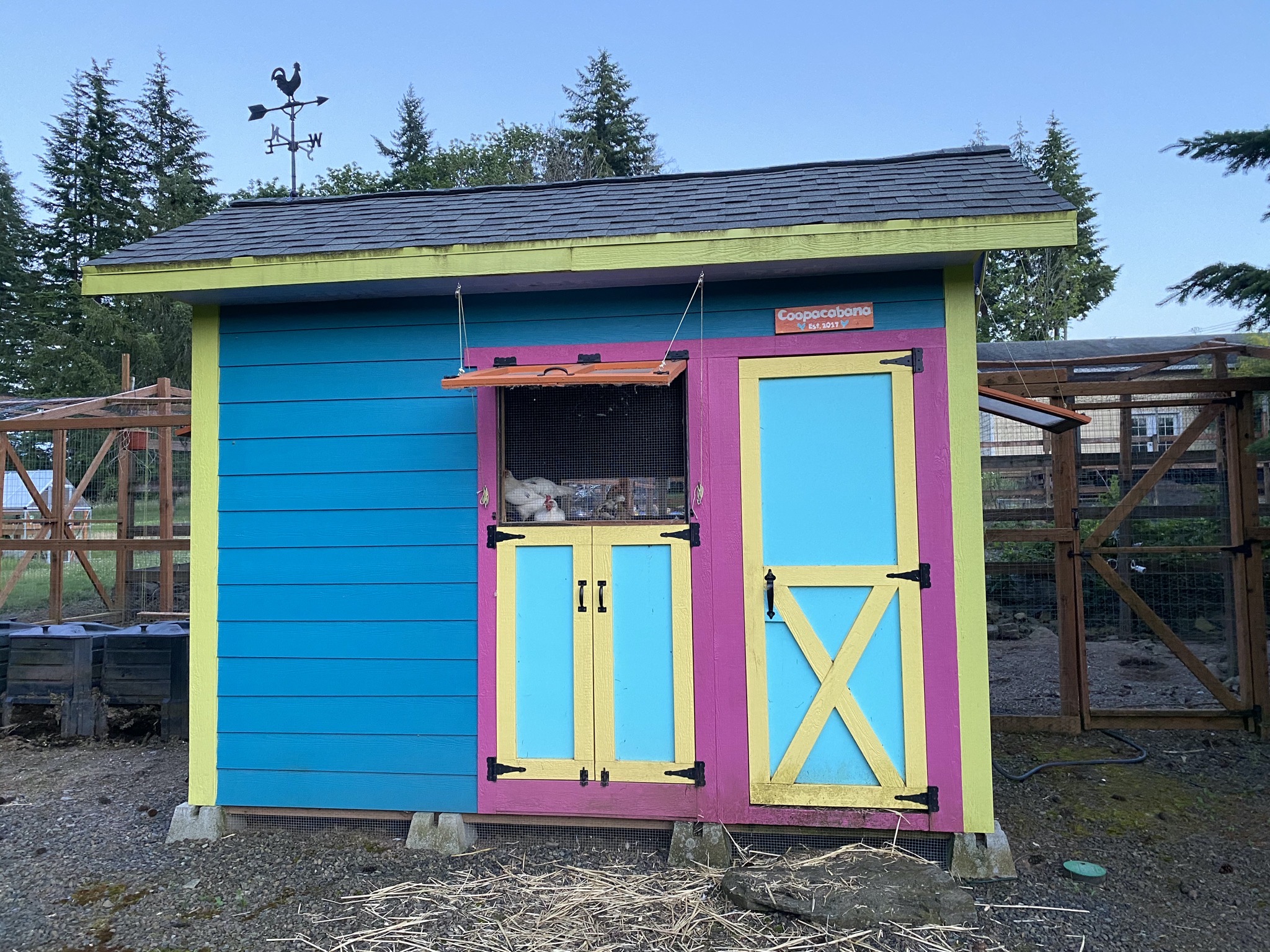 Chickens in coop