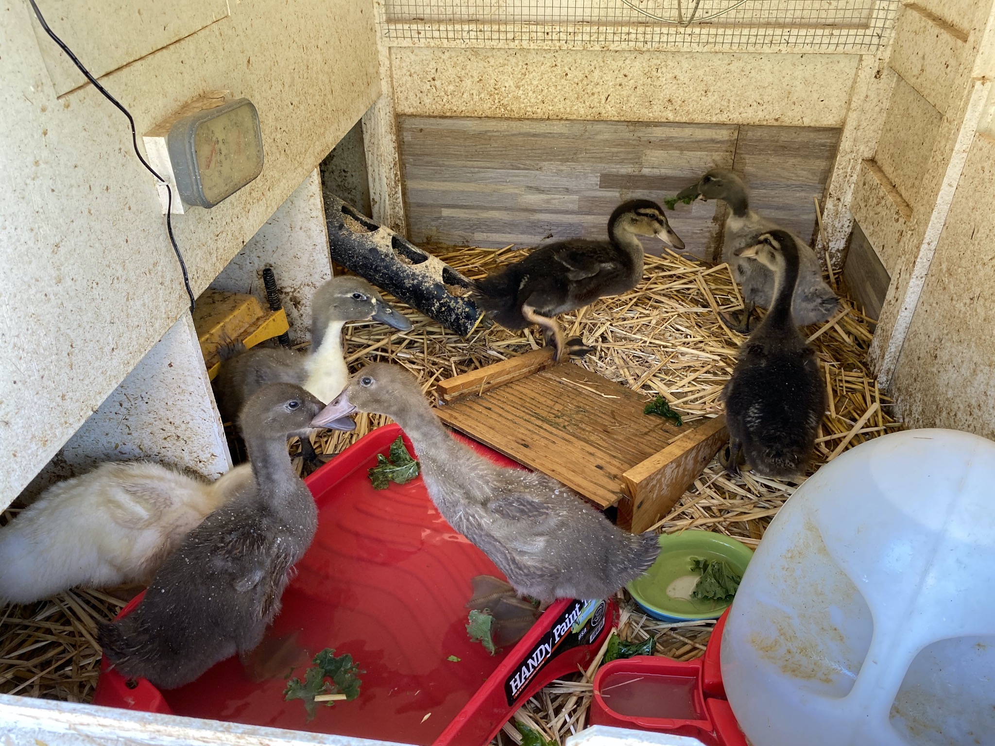 Ducklings