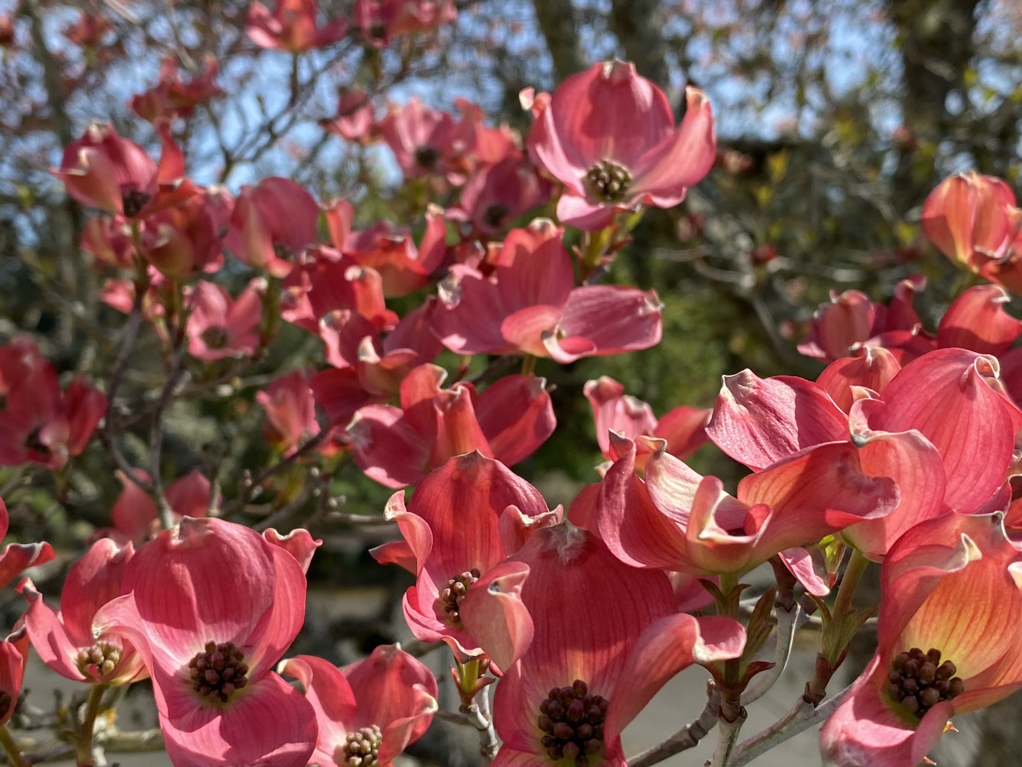 Dogwood tree