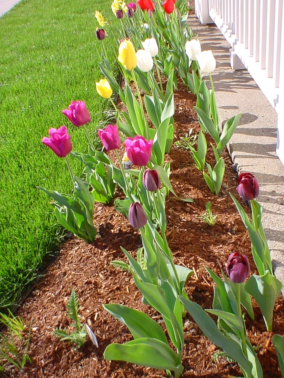 Townhouse tulips