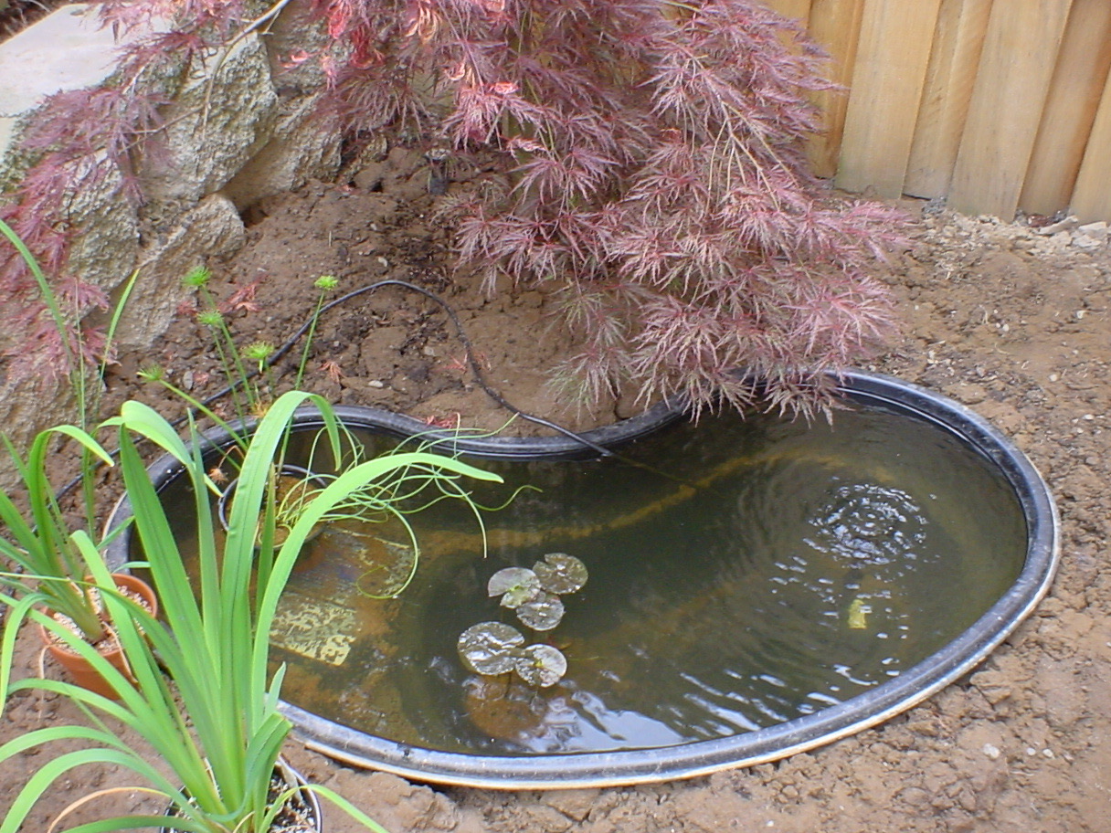 Pond
