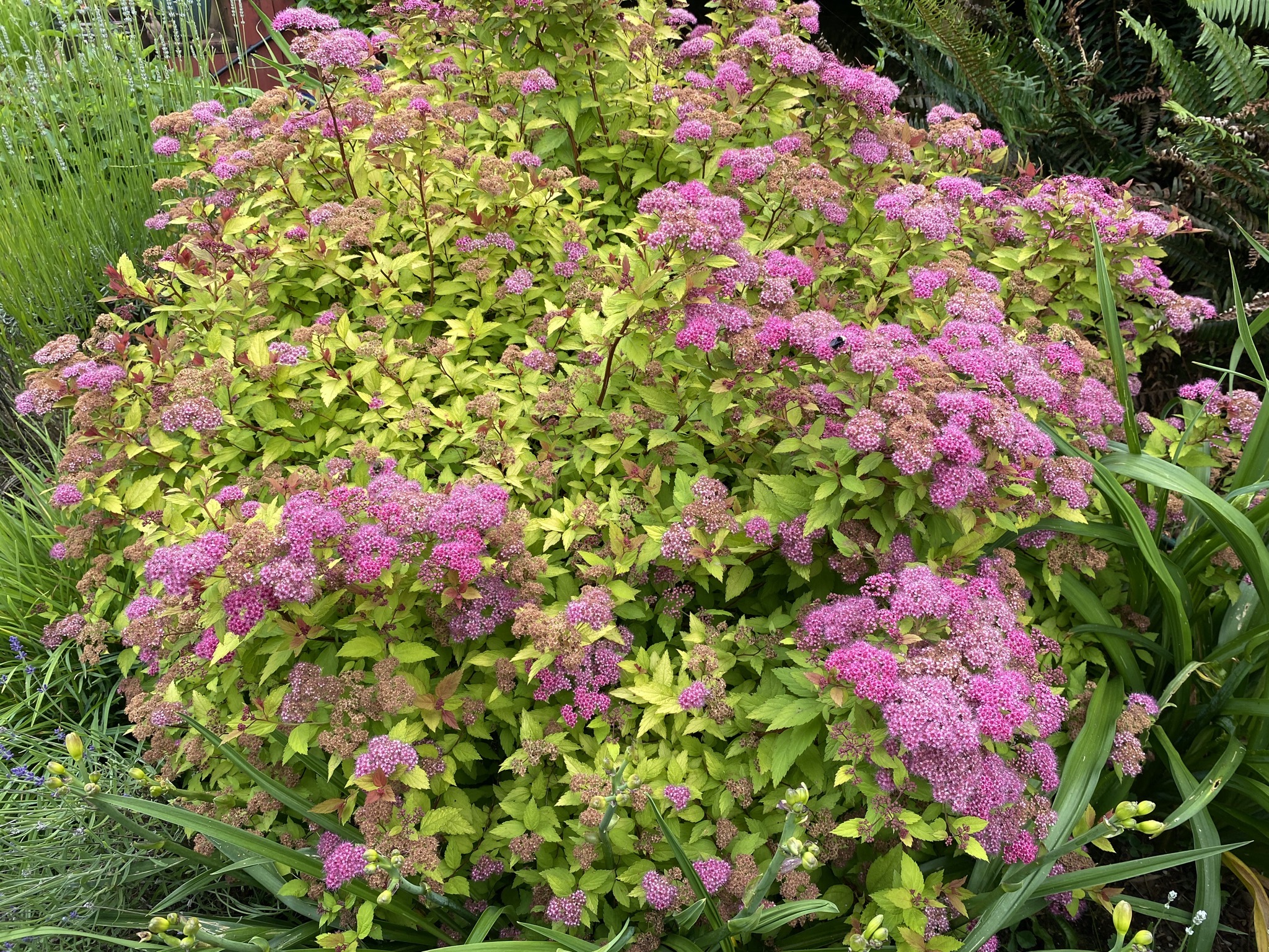 Spiraea