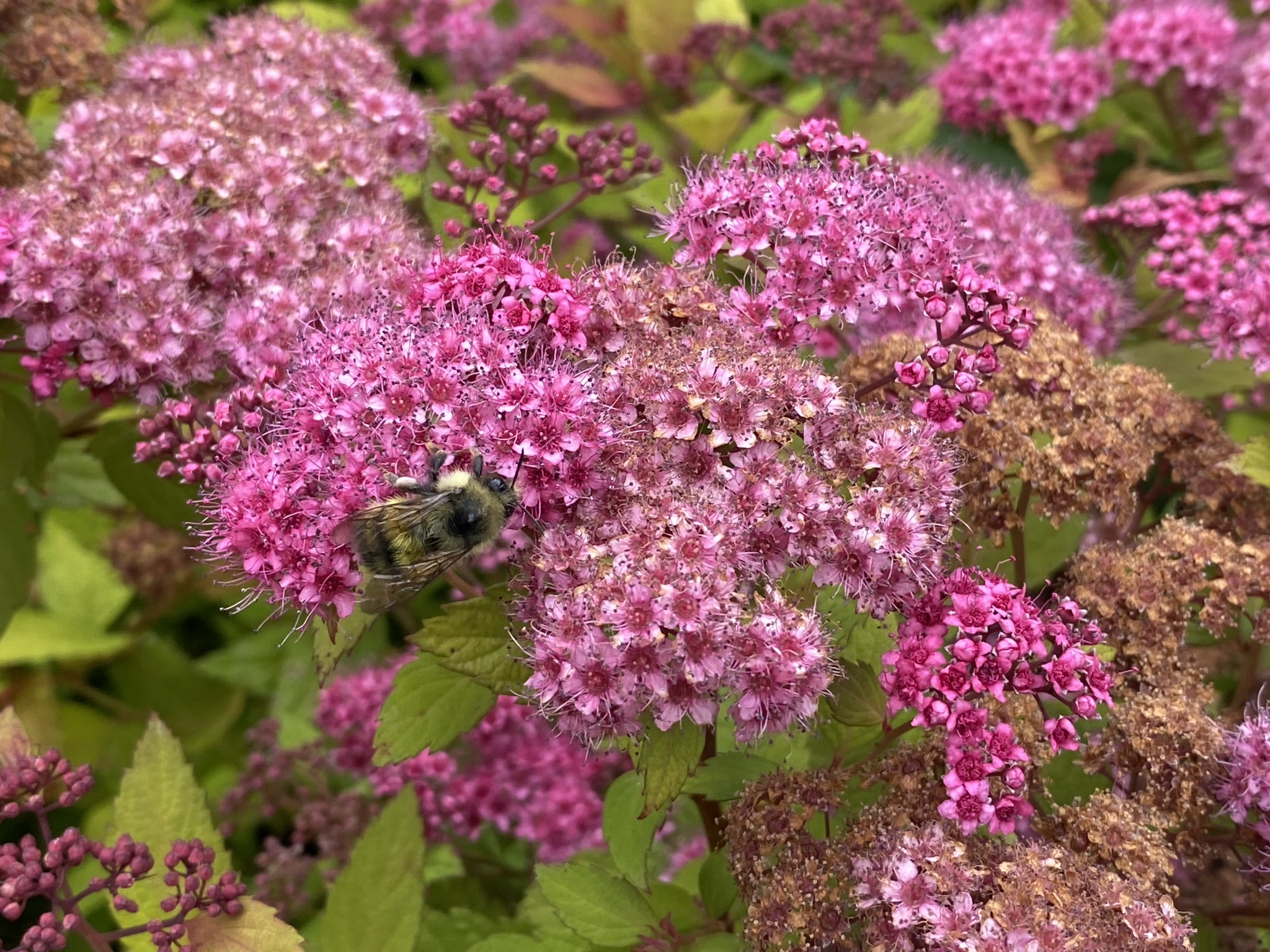 Spiraea