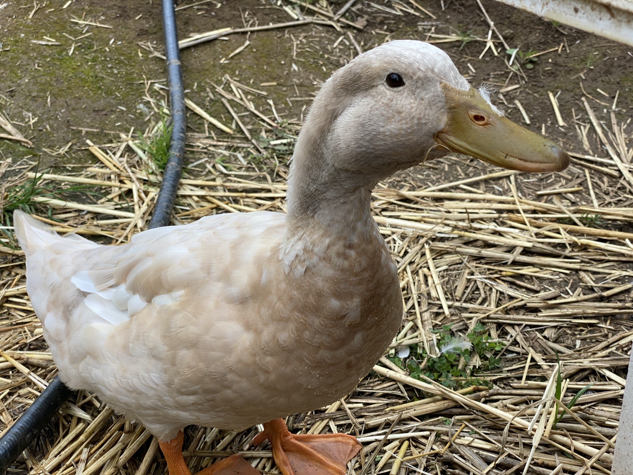 Duck