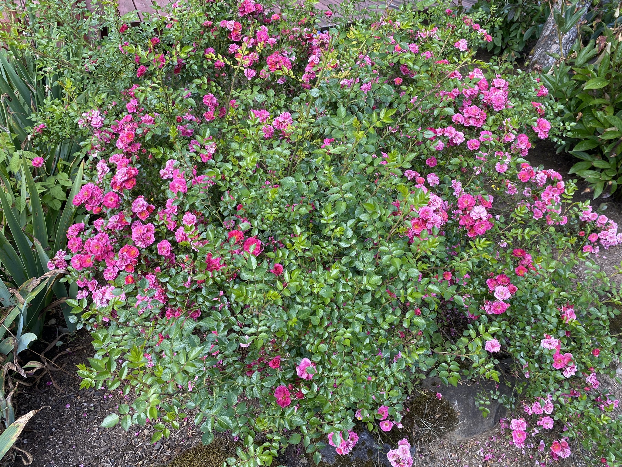 Rose bush