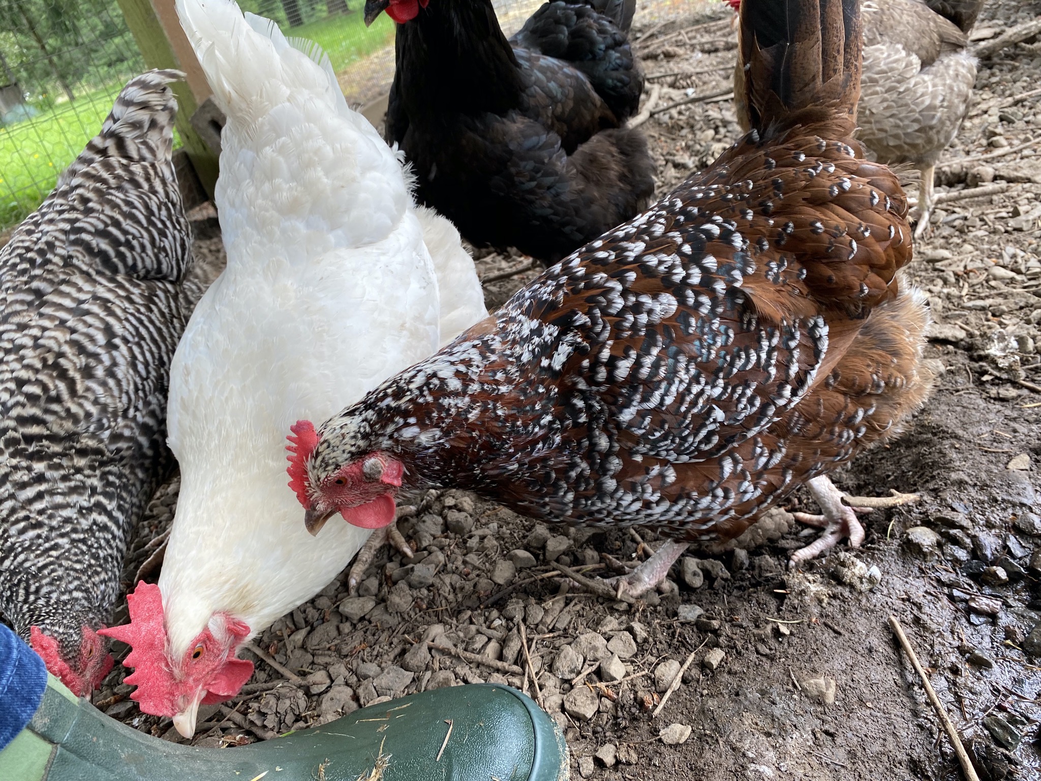 Chickens