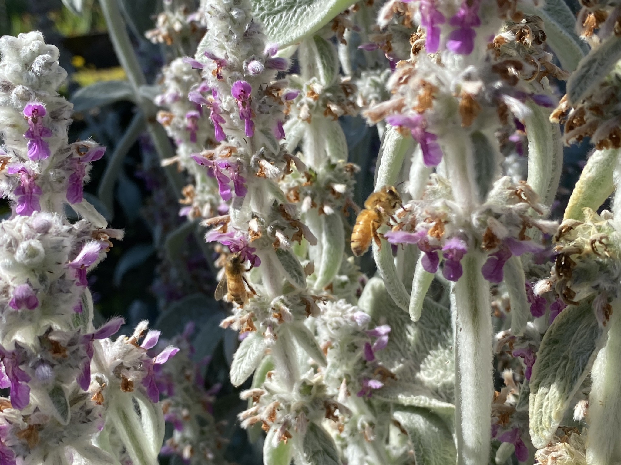 Lamb's ear