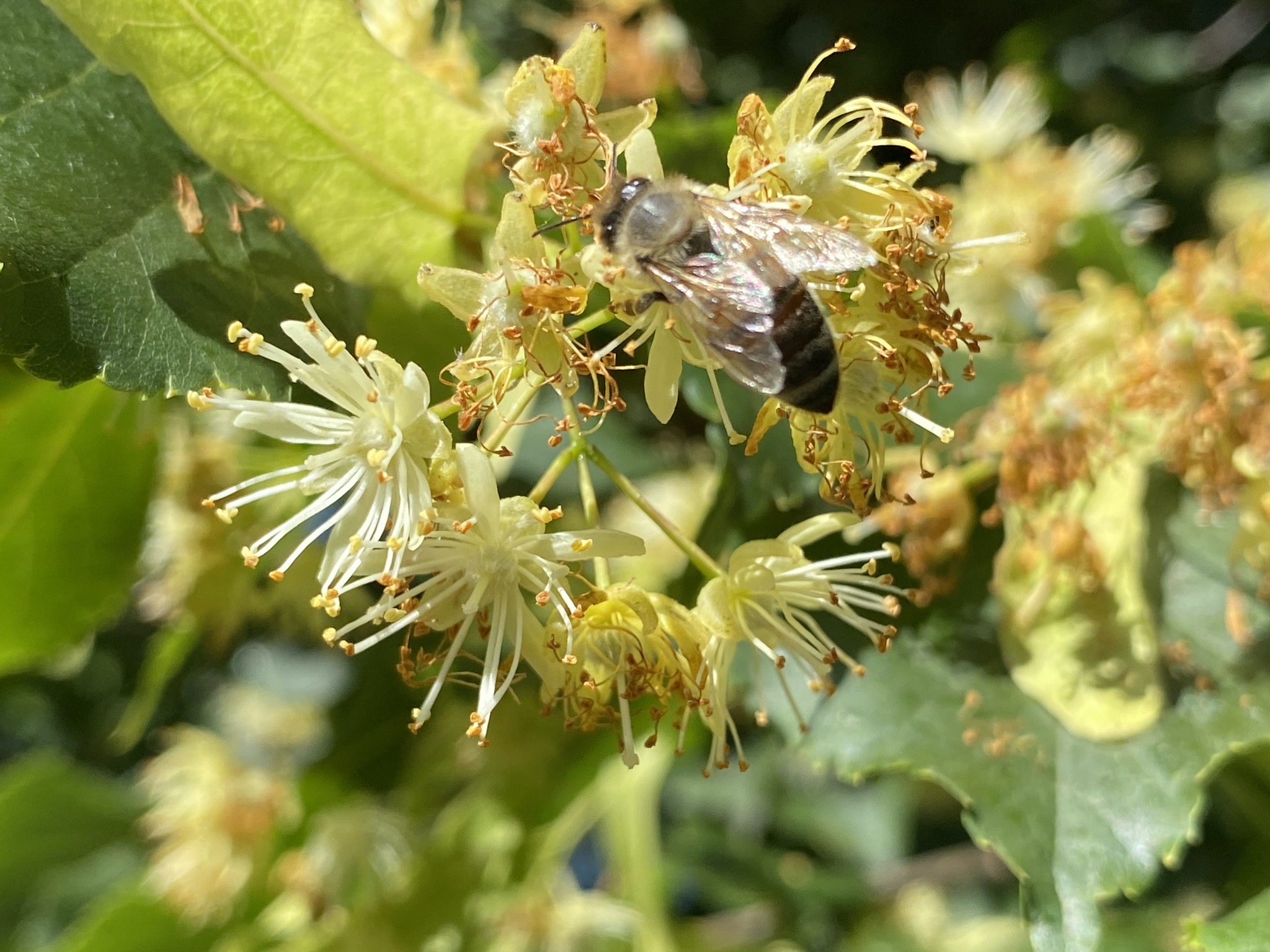Linden tree