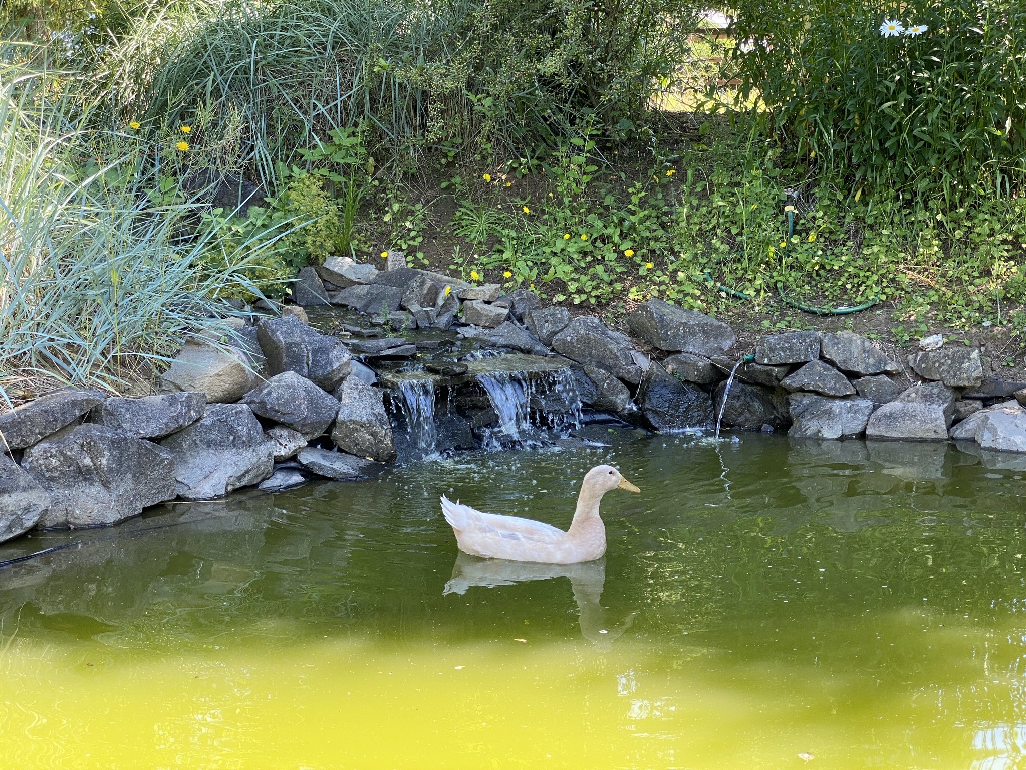Bert and waterfall