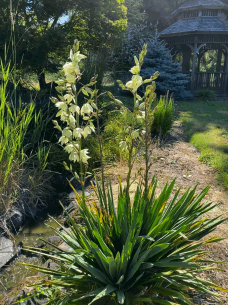 Yucca GIF