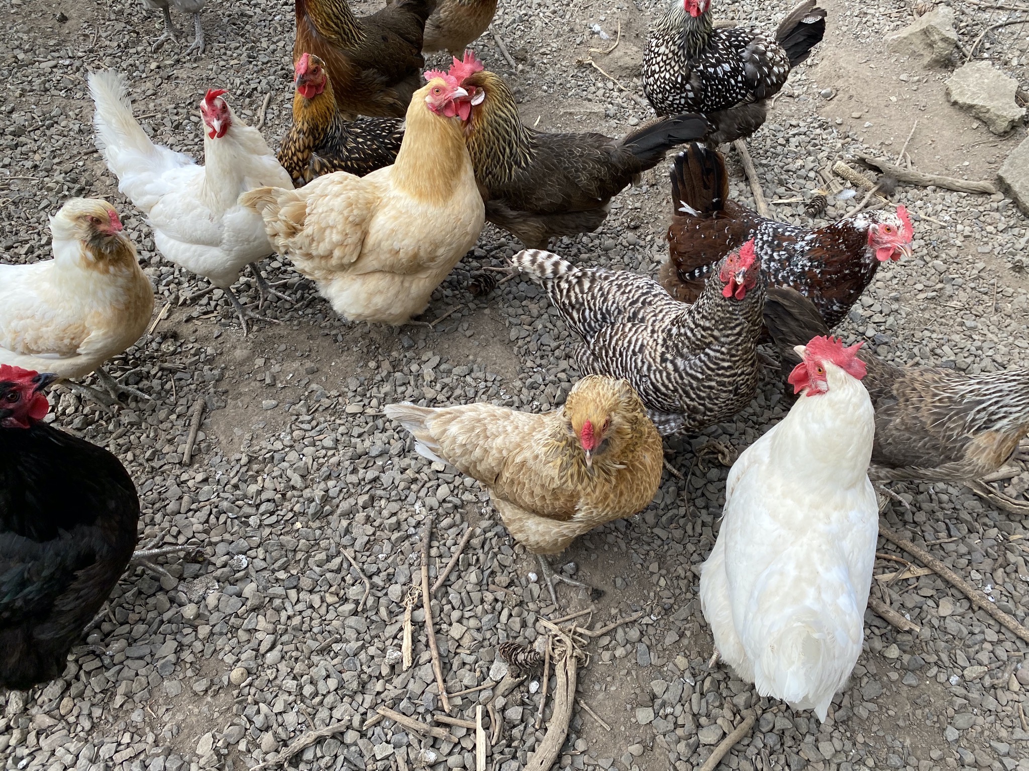 Chickens awaiting treats