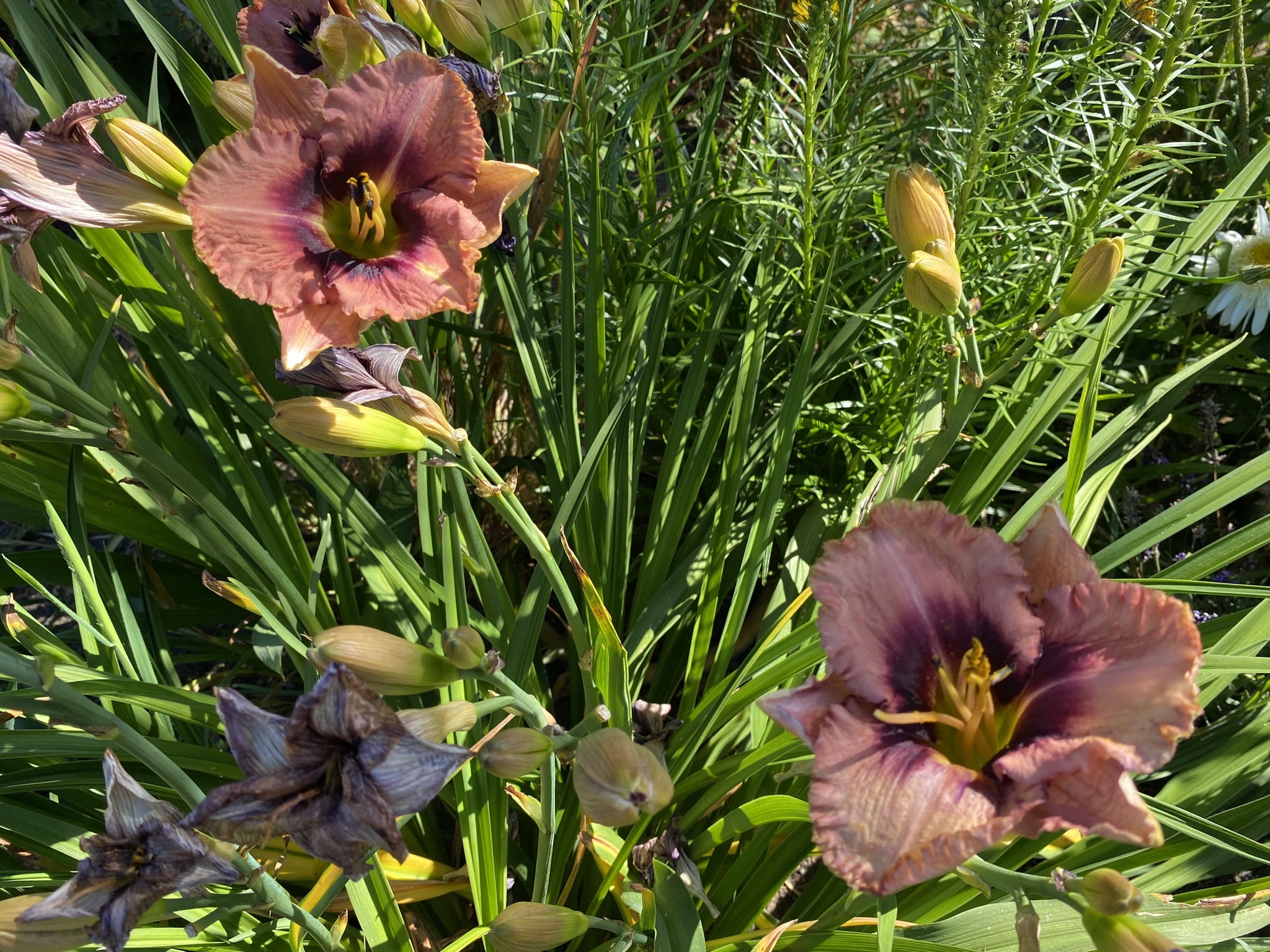 Daylilies