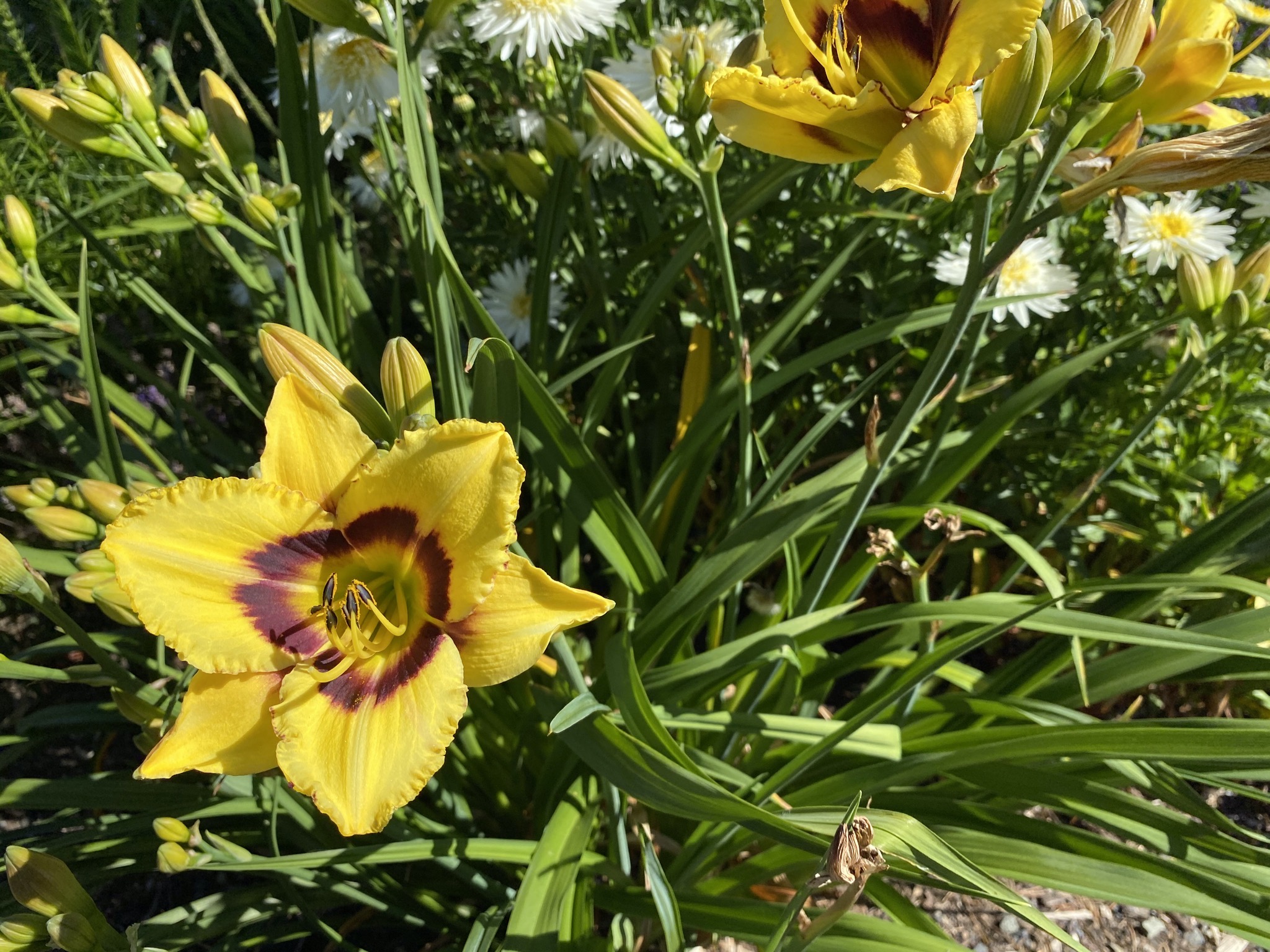 Daylilies