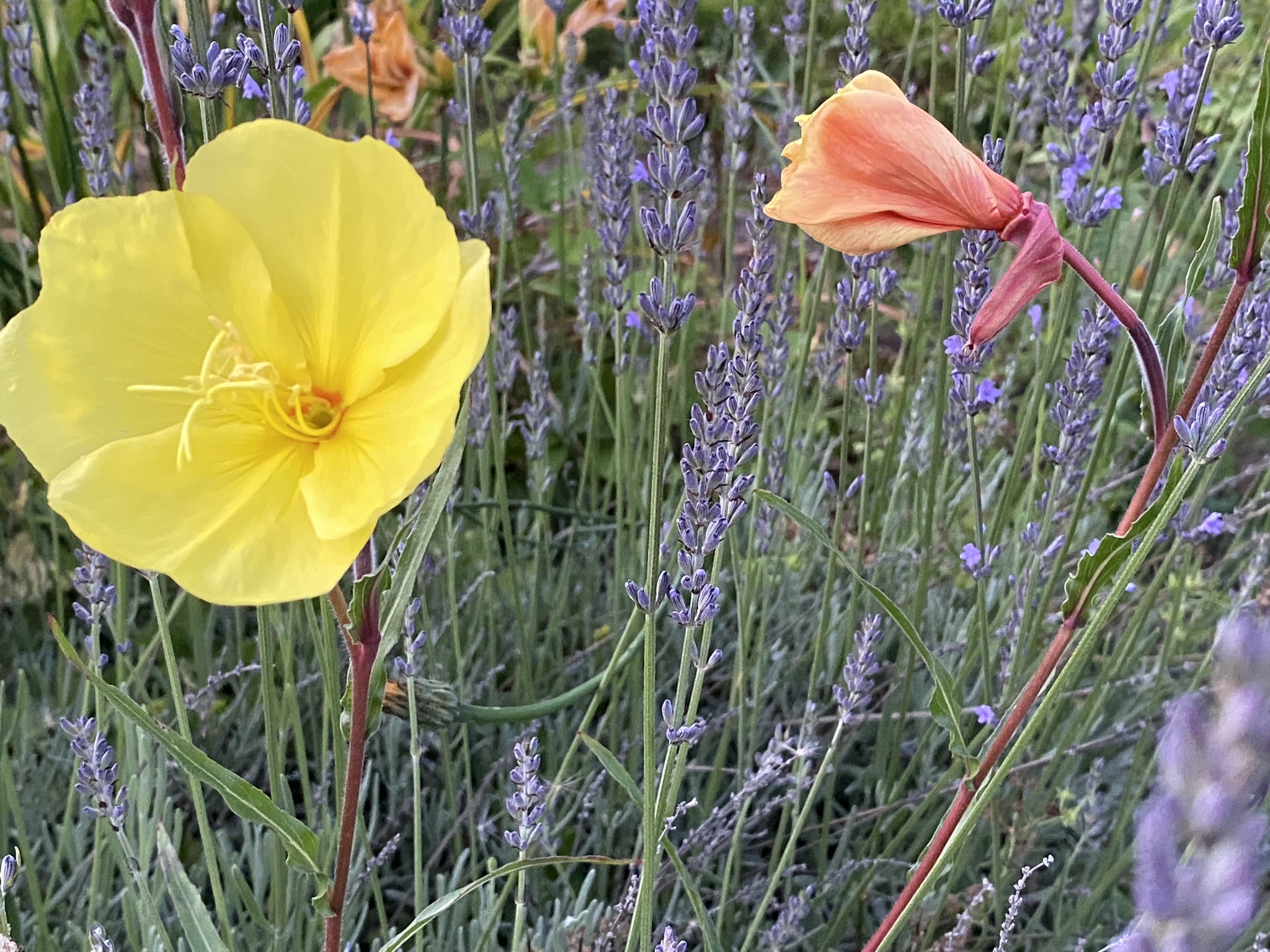 Evening primrose & lavender