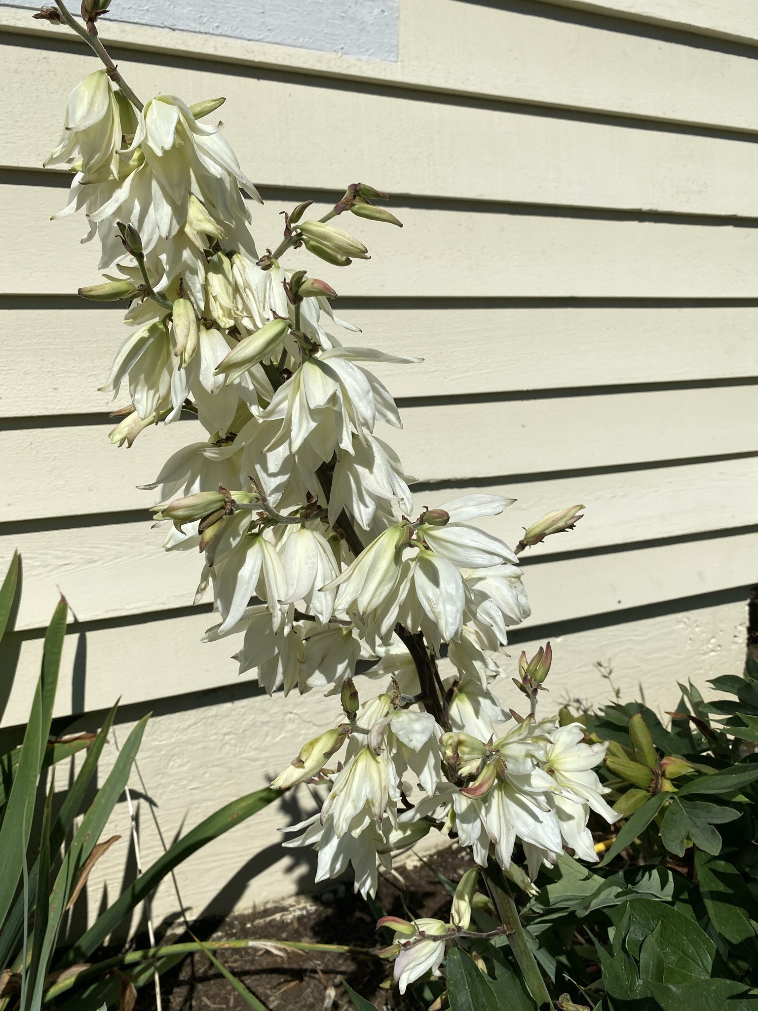 Yucca