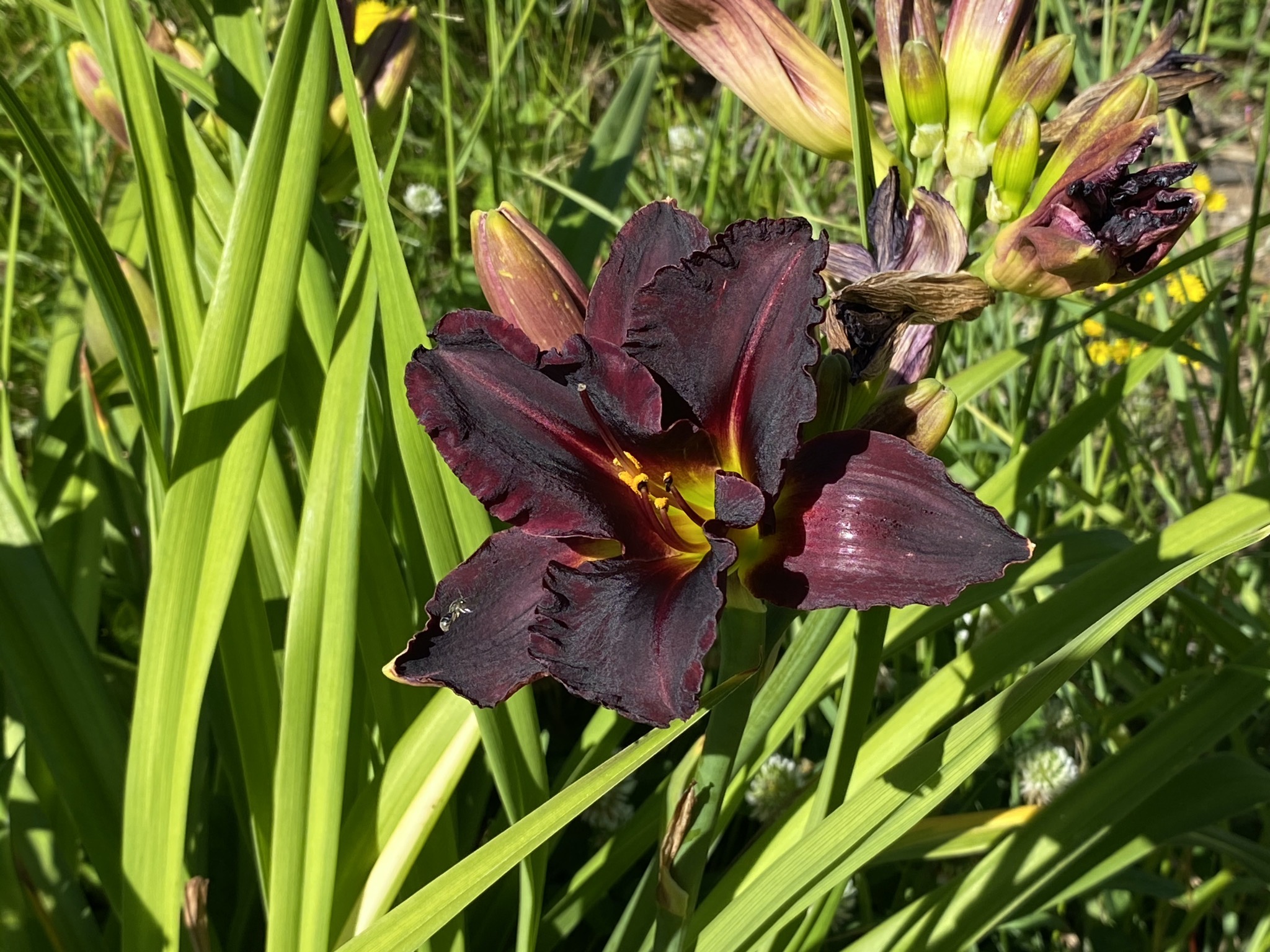 Daylilies