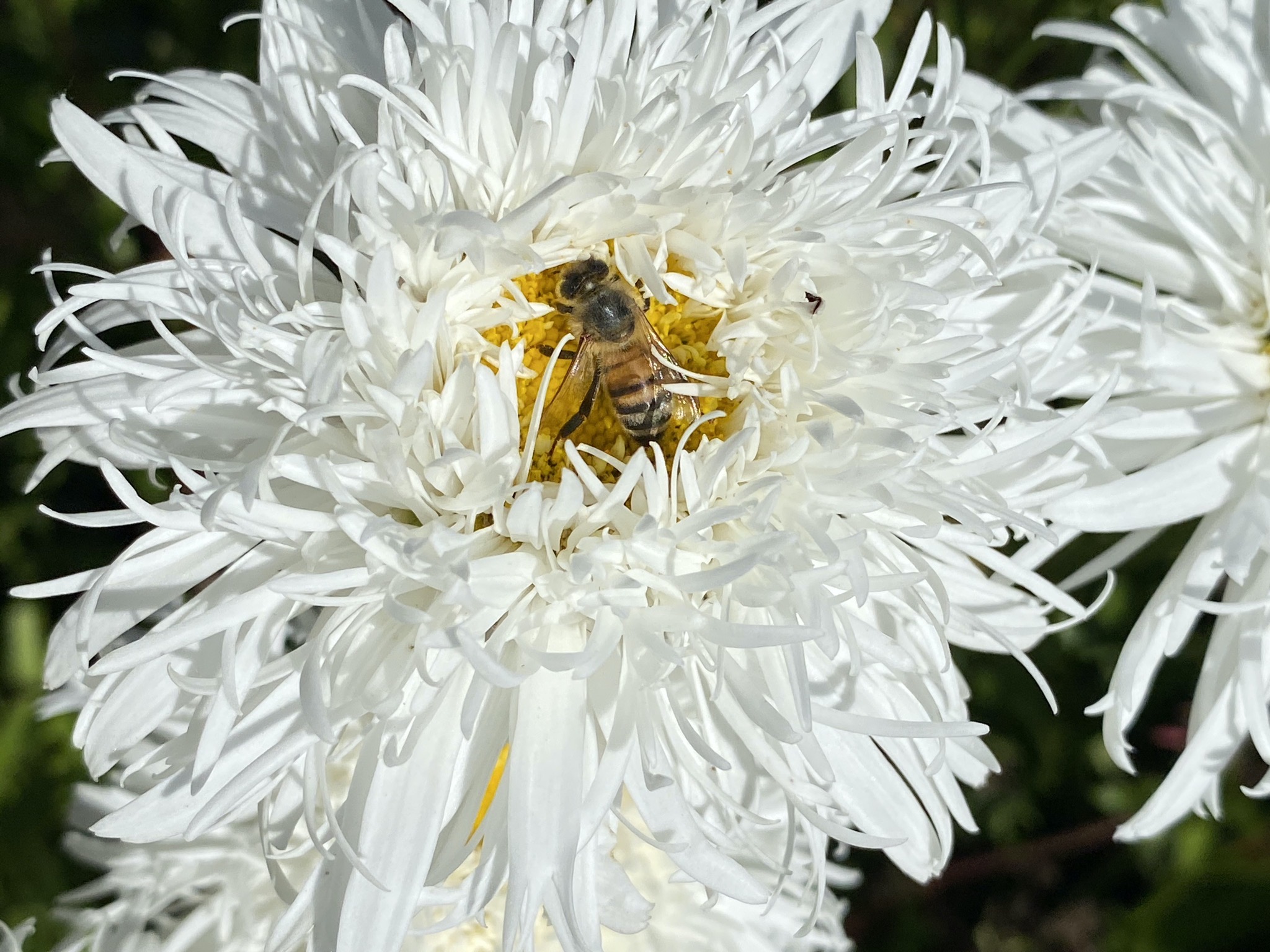 Bee on frazzled daisy