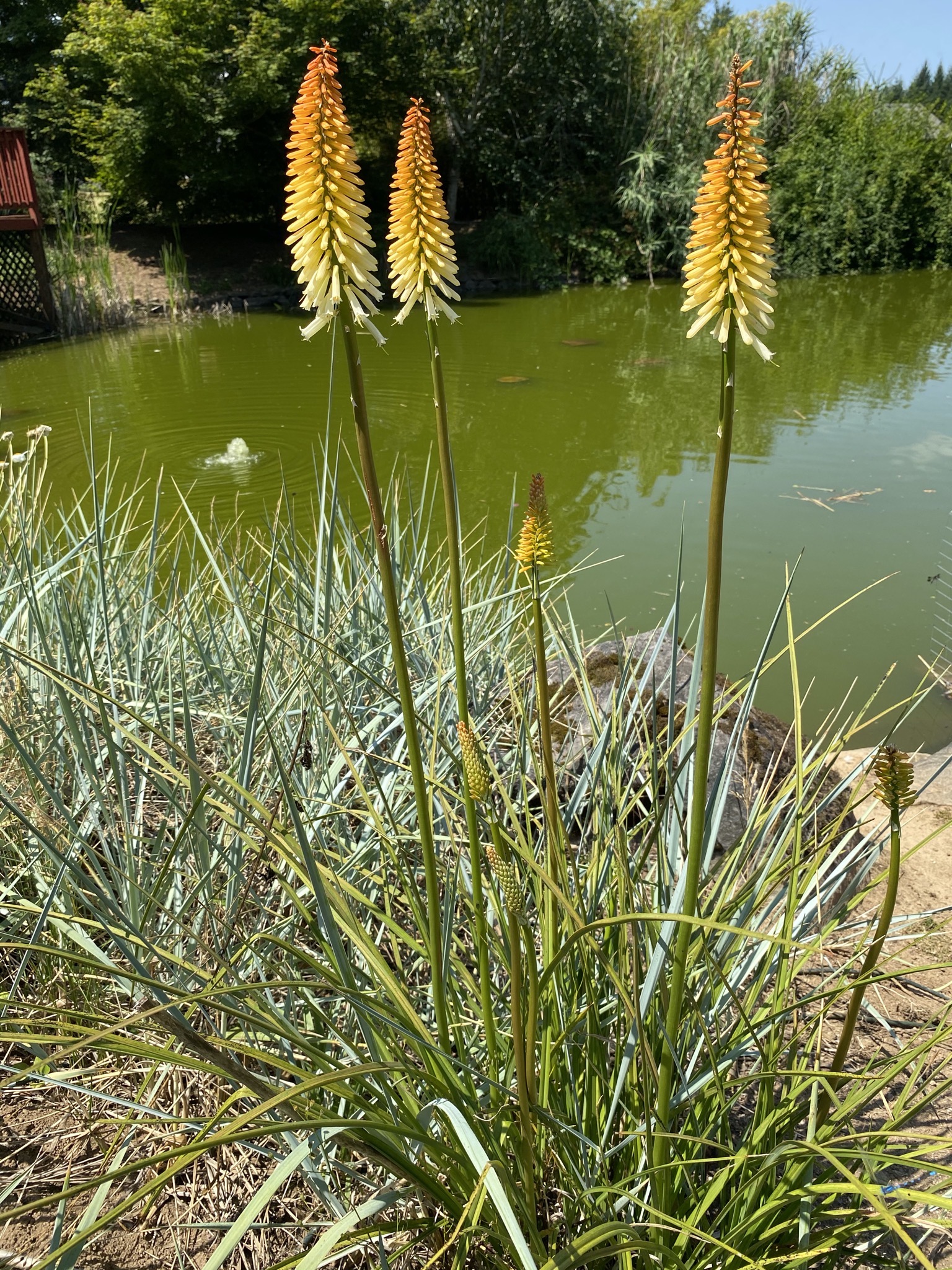 Red hot poker