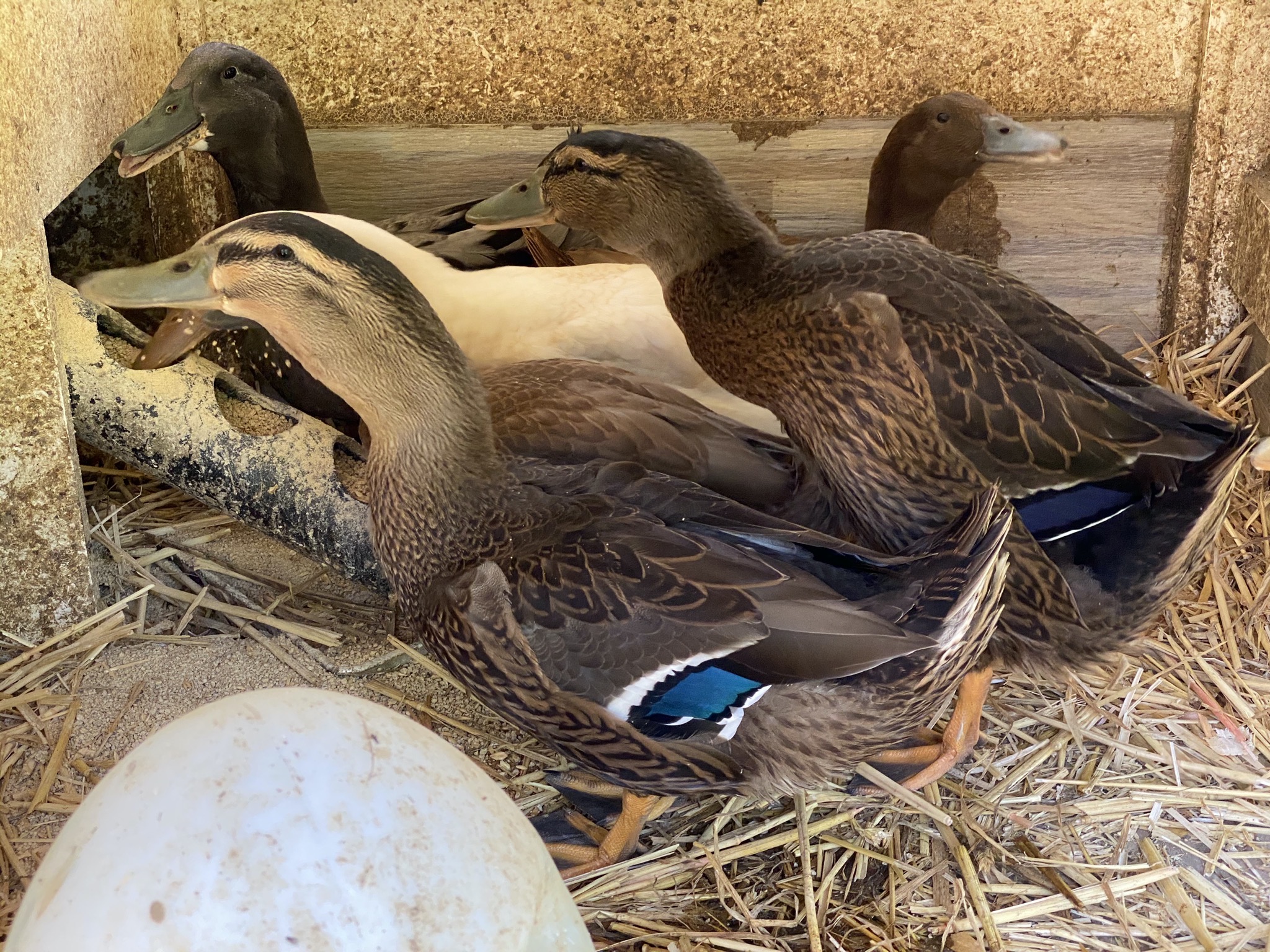 Ducks in duck house