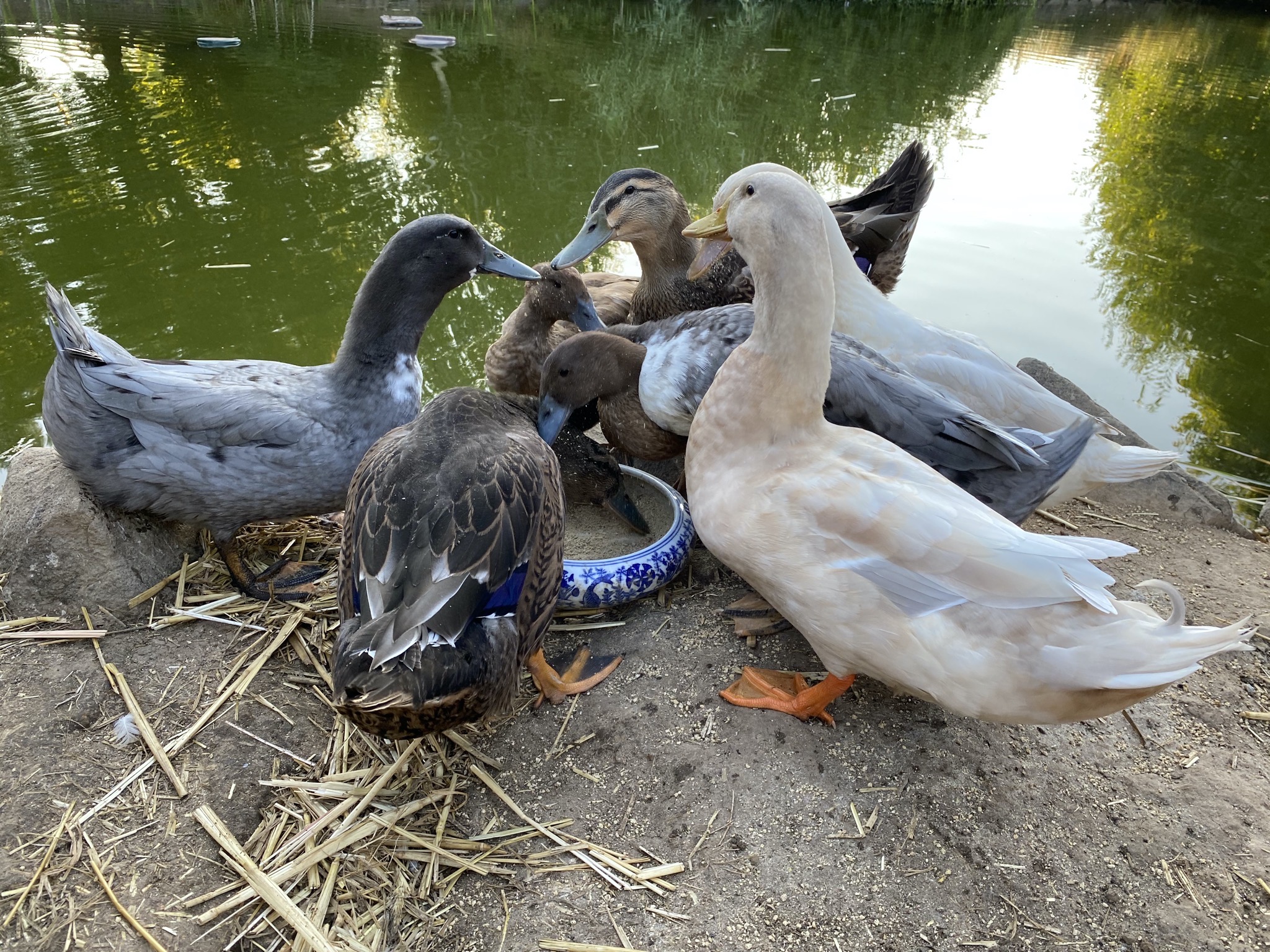 Ducks eating