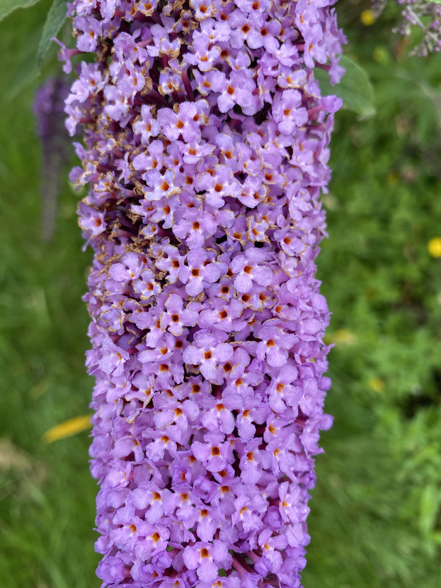 Butterfly bush