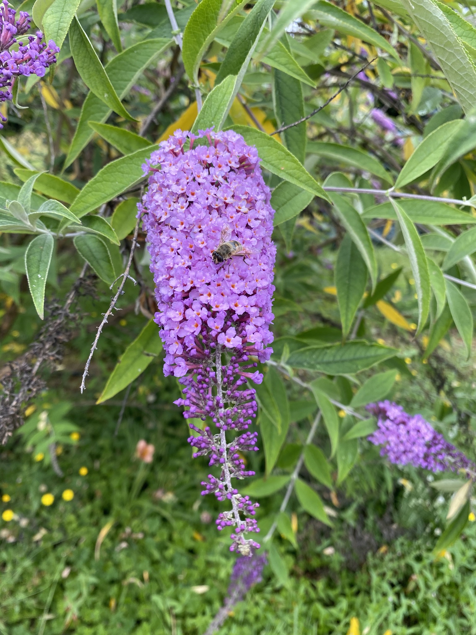 Butterfly bush