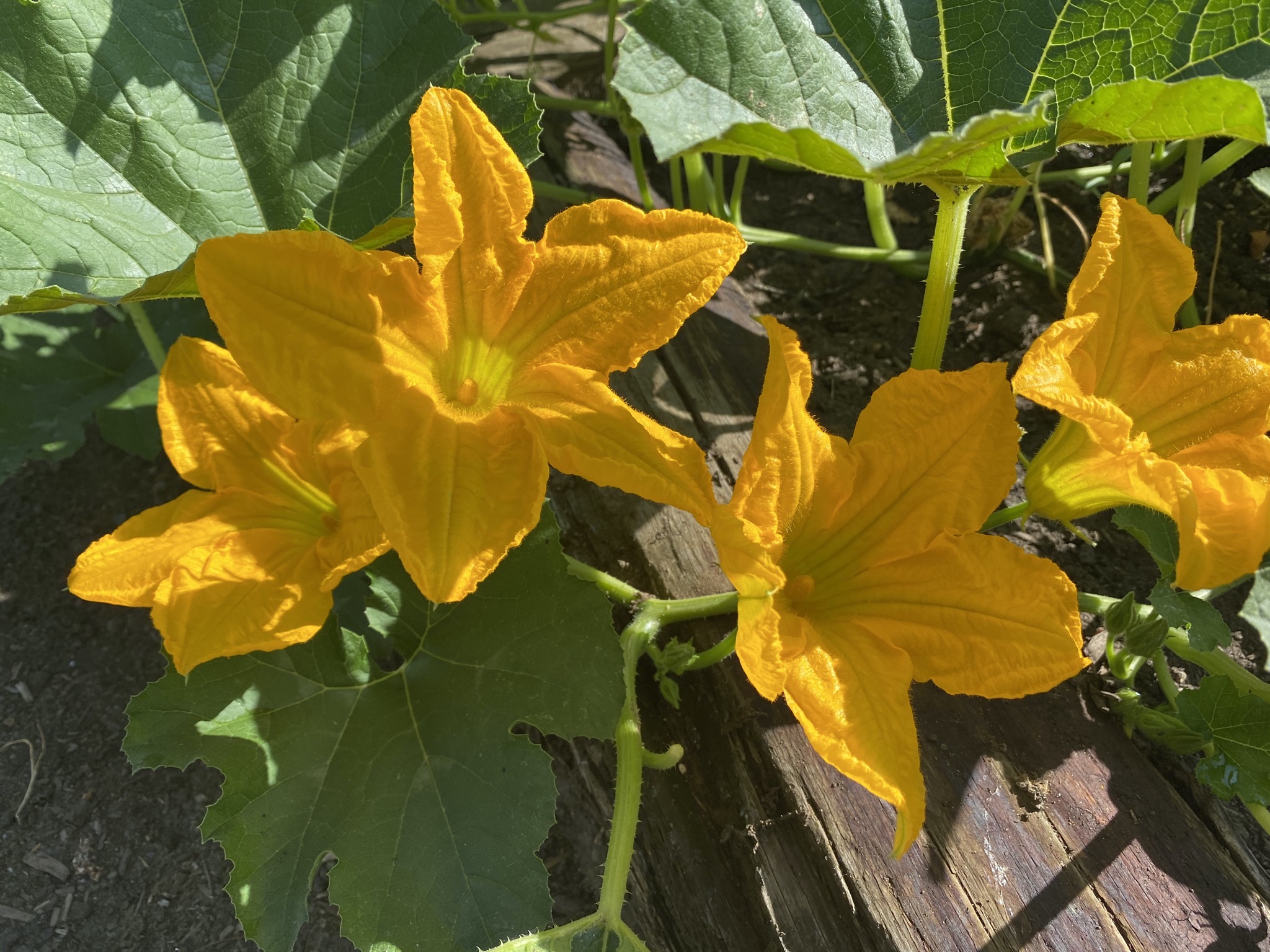 Pumpkin flowers