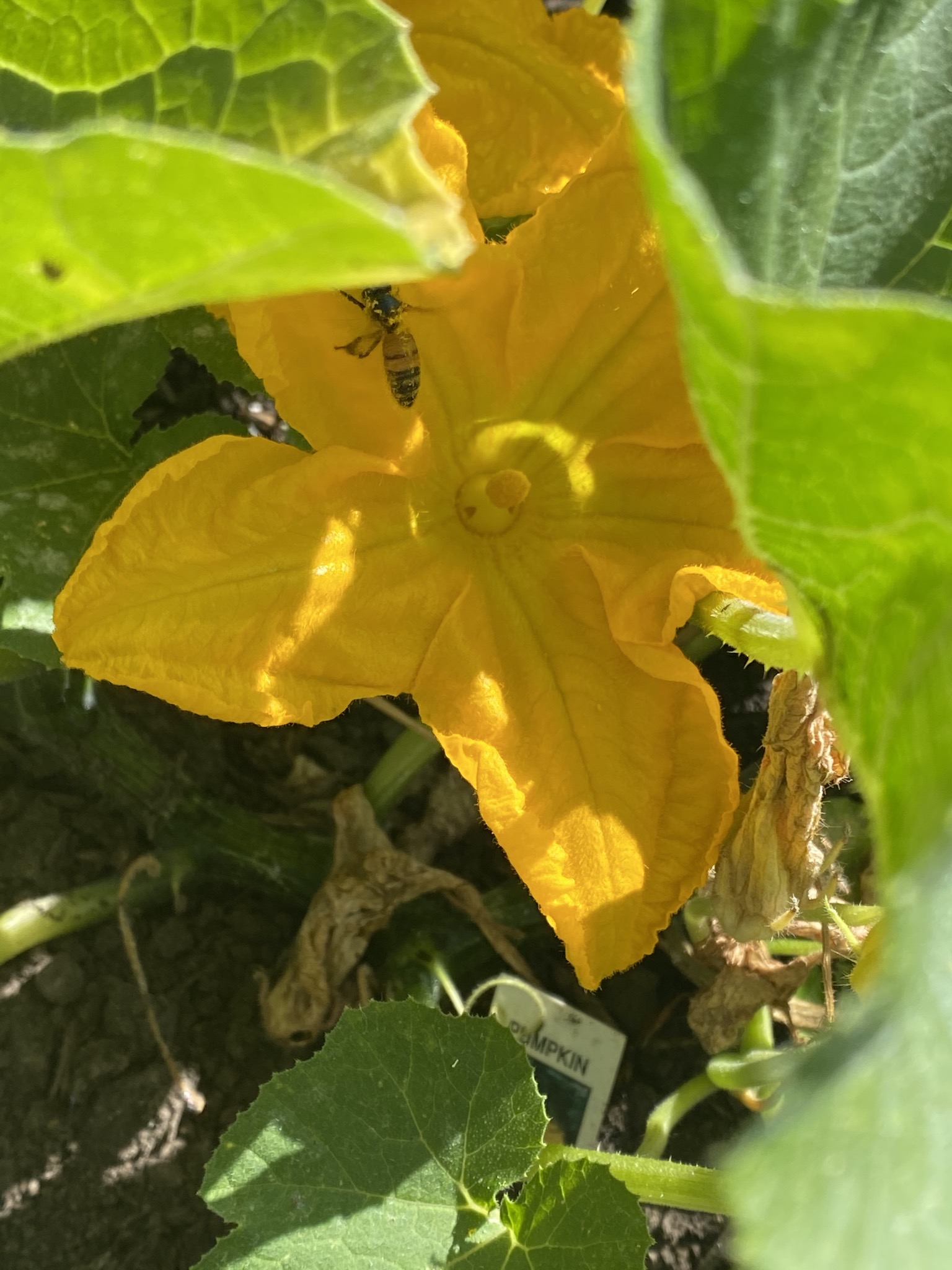 Pumpkin flower with bee